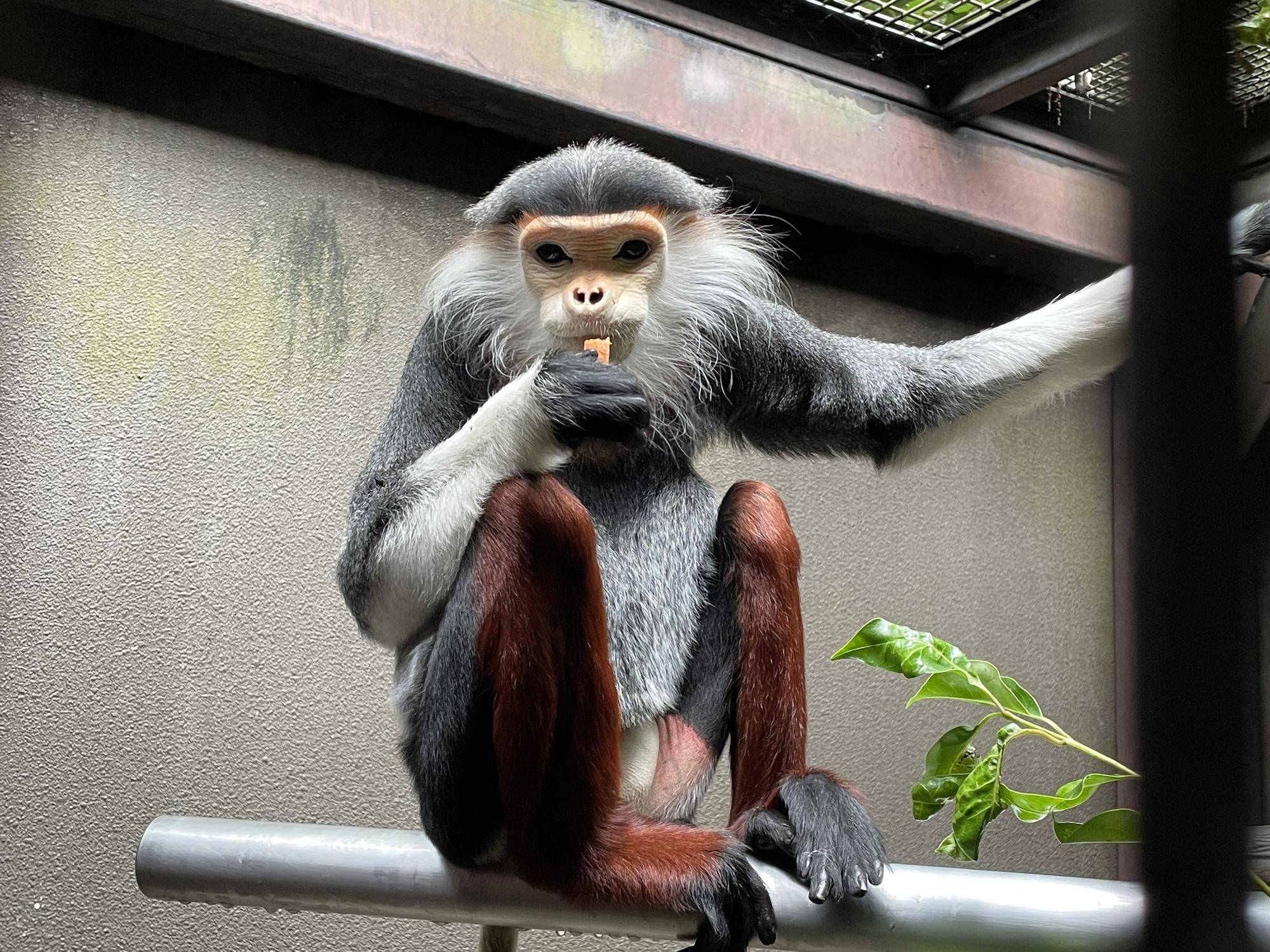 【飼育日誌】20231222:祝!28歳! (6).jpg