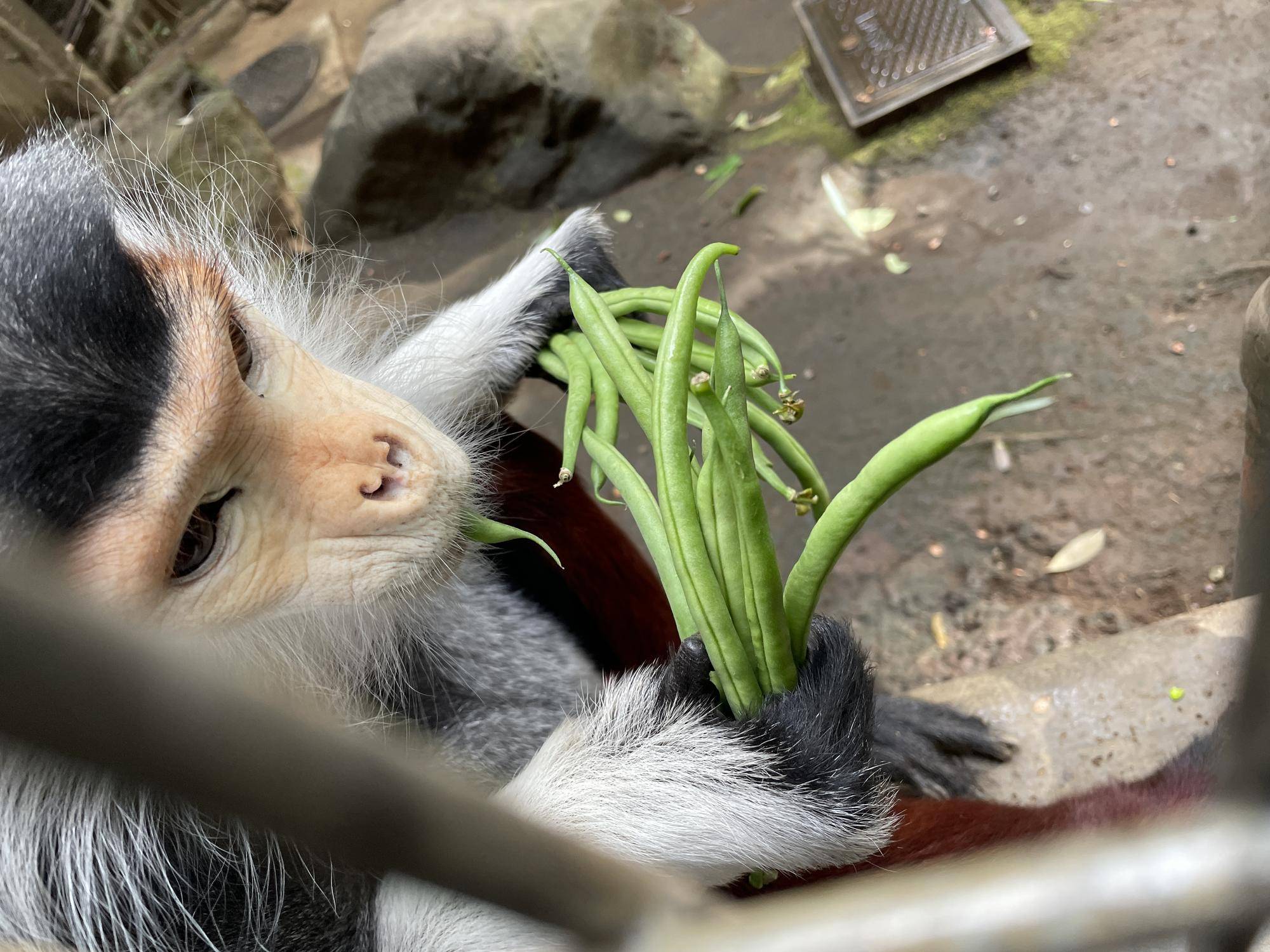 【飼育日誌】20231222:祝!28歳! (7).jpg