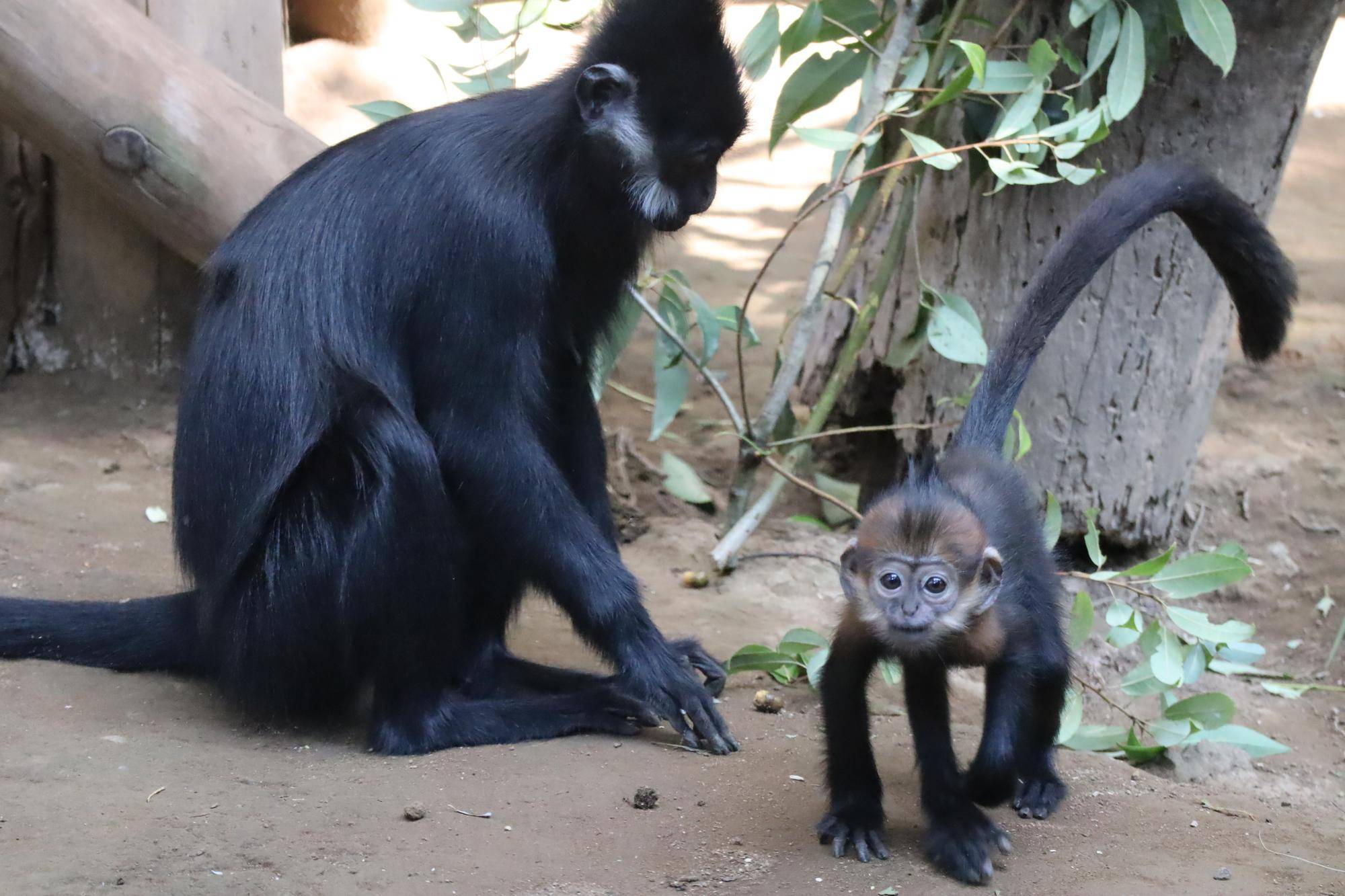 【飼育日誌】20231218:ユズぽん通信6 どんぐりパーティー.jpg