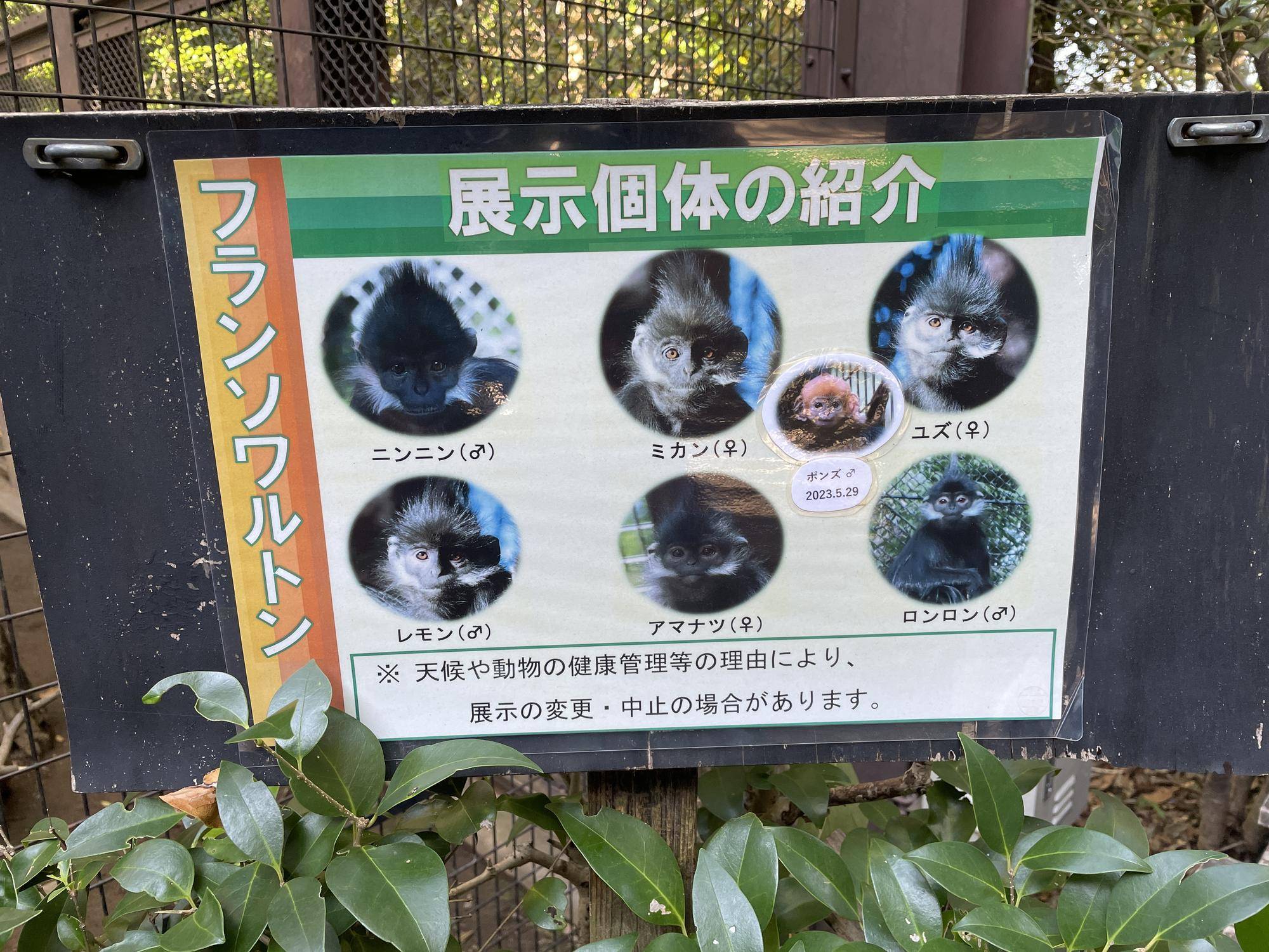 【飼育日誌】20231218:ユズぽん通信6 どんぐりパーティー (14).jpg
