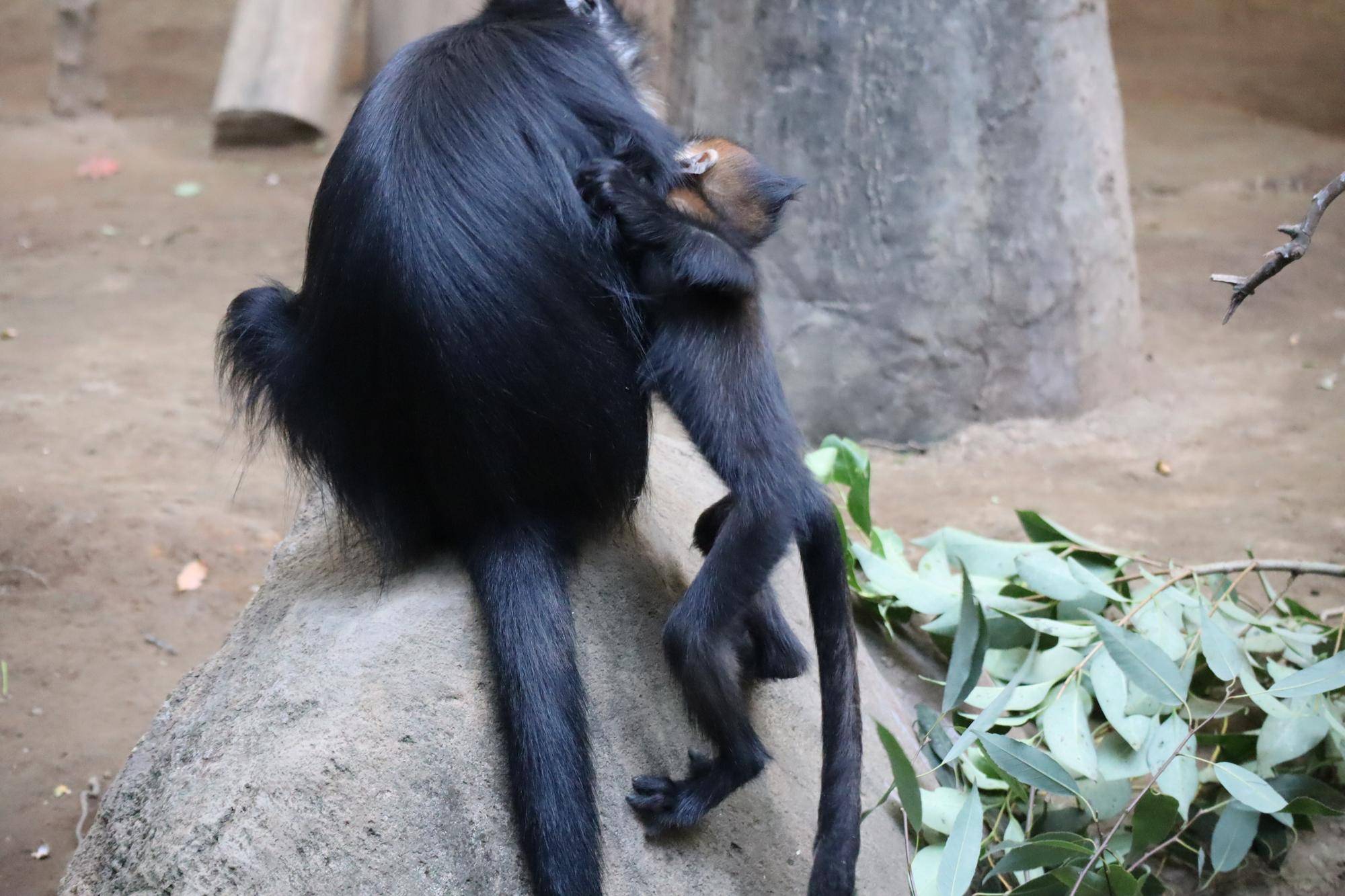 【飼育日誌】20231218:ユズぽん通信6 どんぐりパーティー (8).jpg