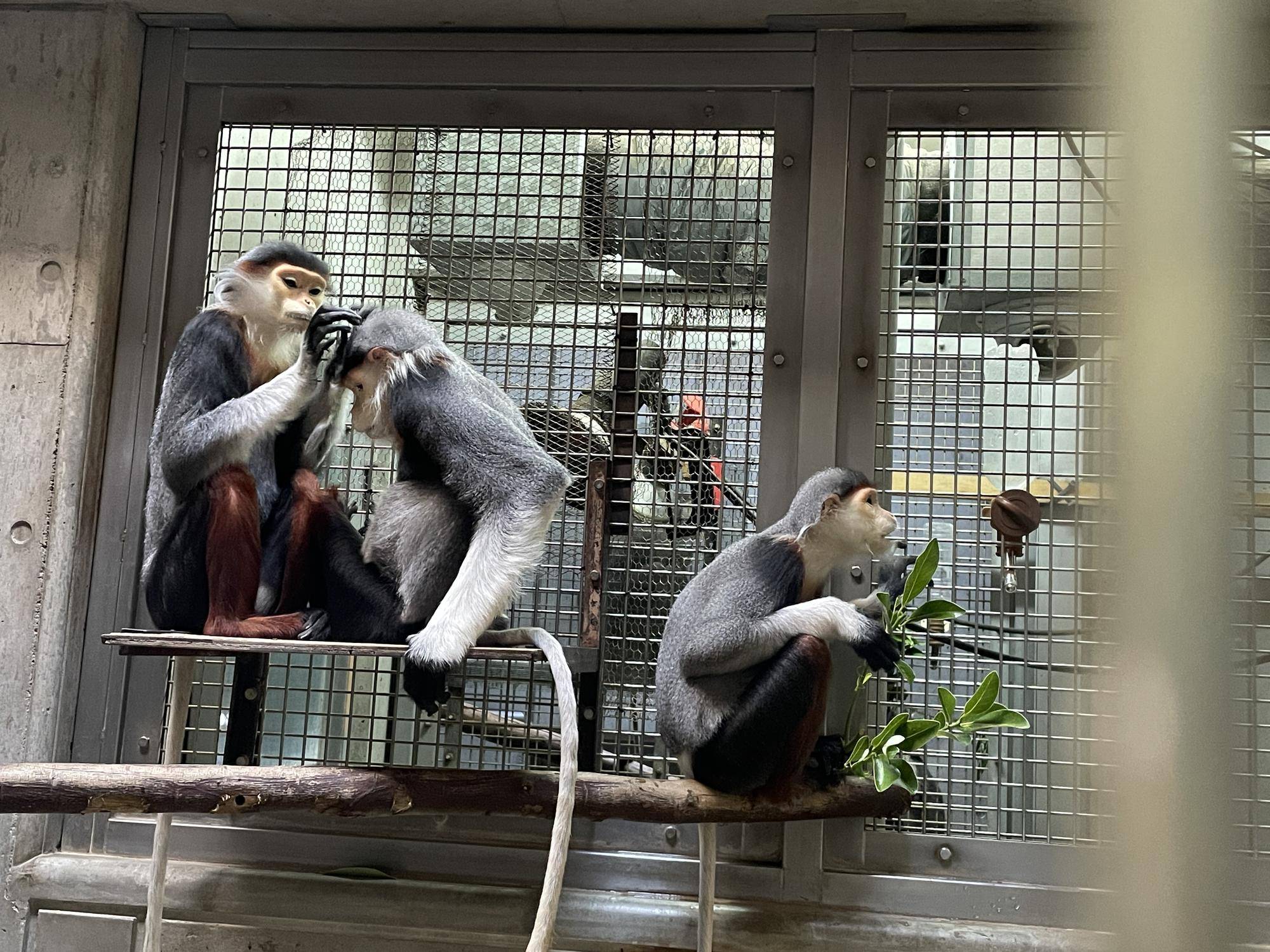 【飼育日誌】20231222:祝!28歳! (11).jpg