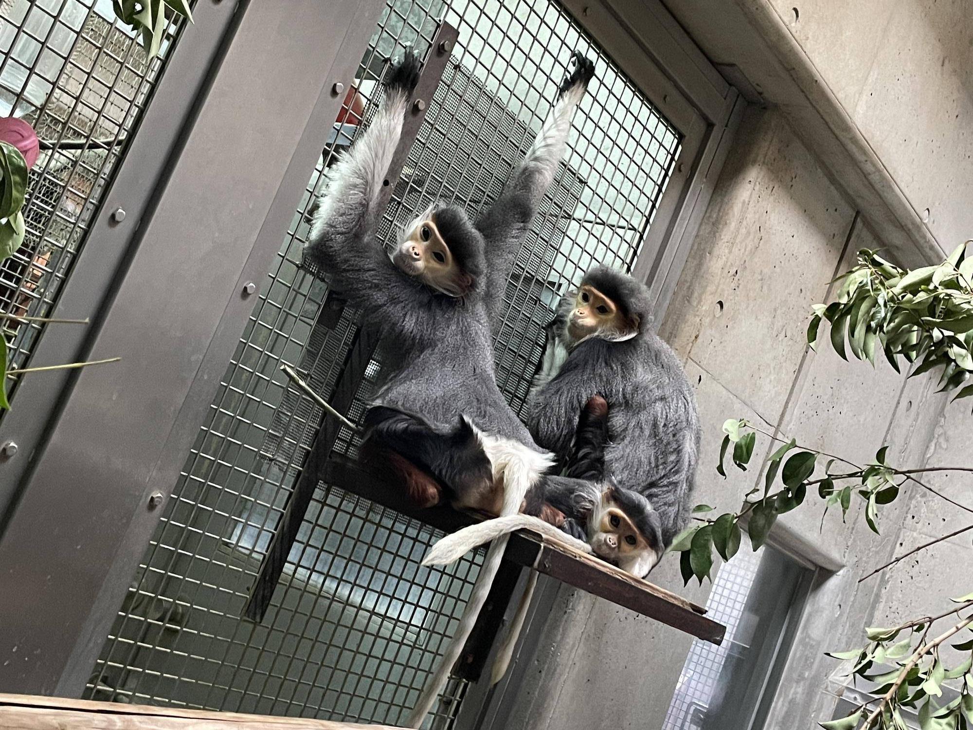 【飼育日誌】20231218:ユズぽん通信6 どんぐりパーティー (12).jpg