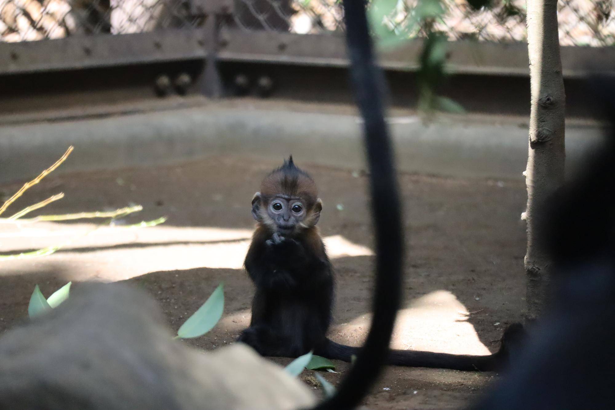 【飼育日誌】20231218:ユズぽん通信6 どんぐりパーティー (11).jpg