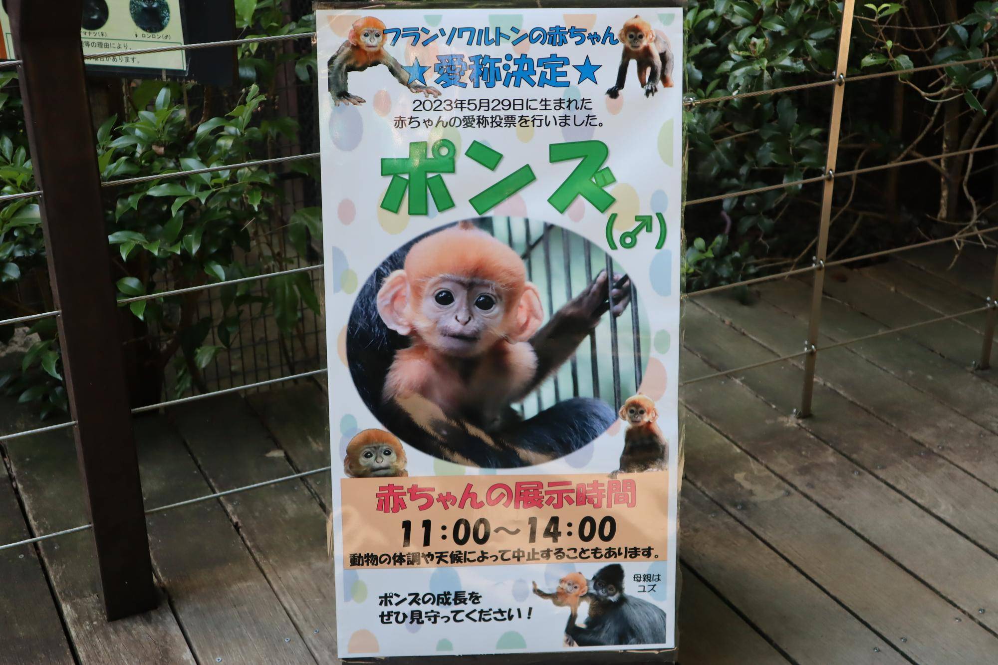 【飼育日誌】20231218:ユズぽん通信6 どんぐりパーティー (13).jpg