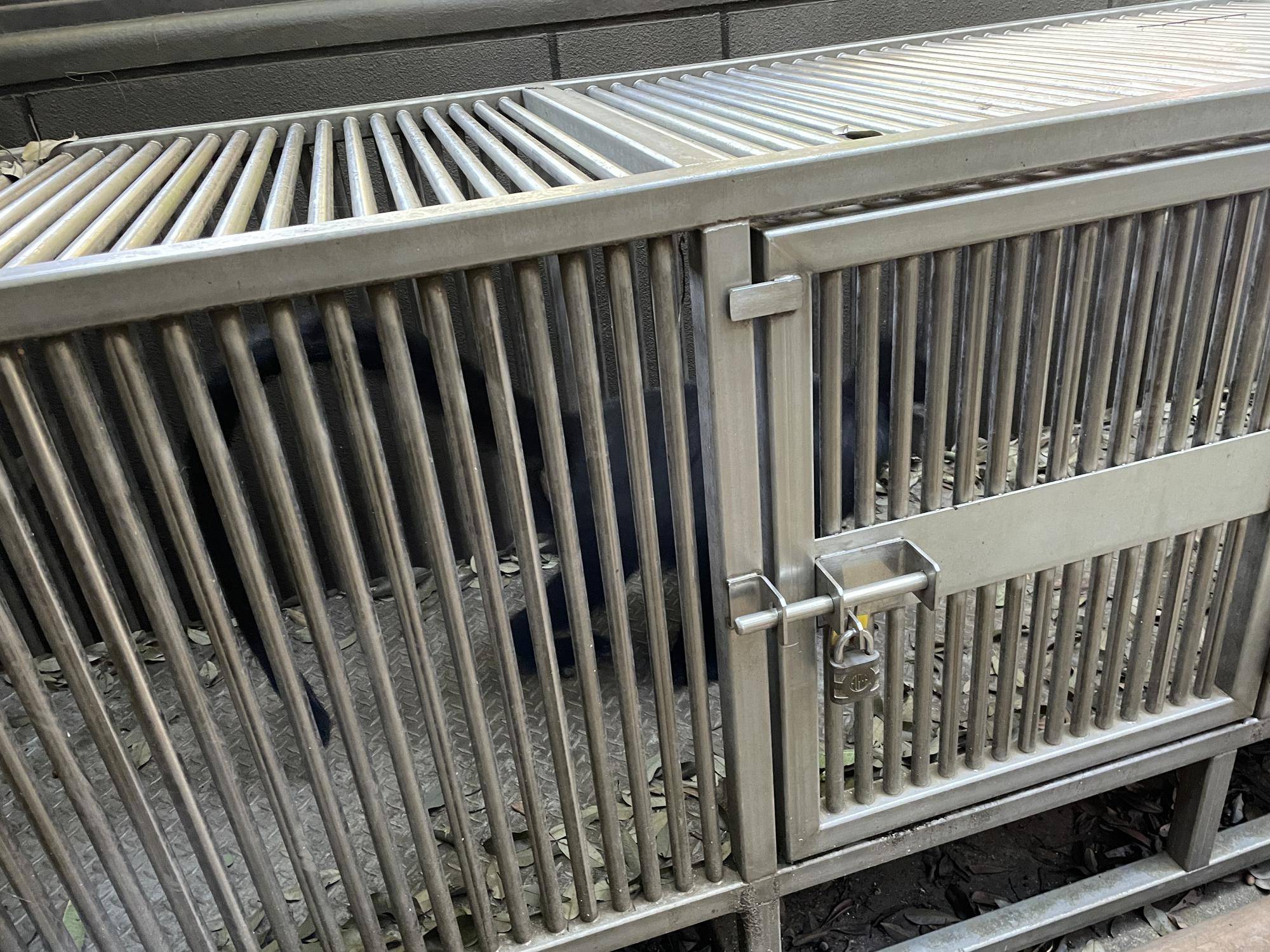 【飼育日誌】20231218:ユズぽん通信6 どんぐりパーティー (4).jpg