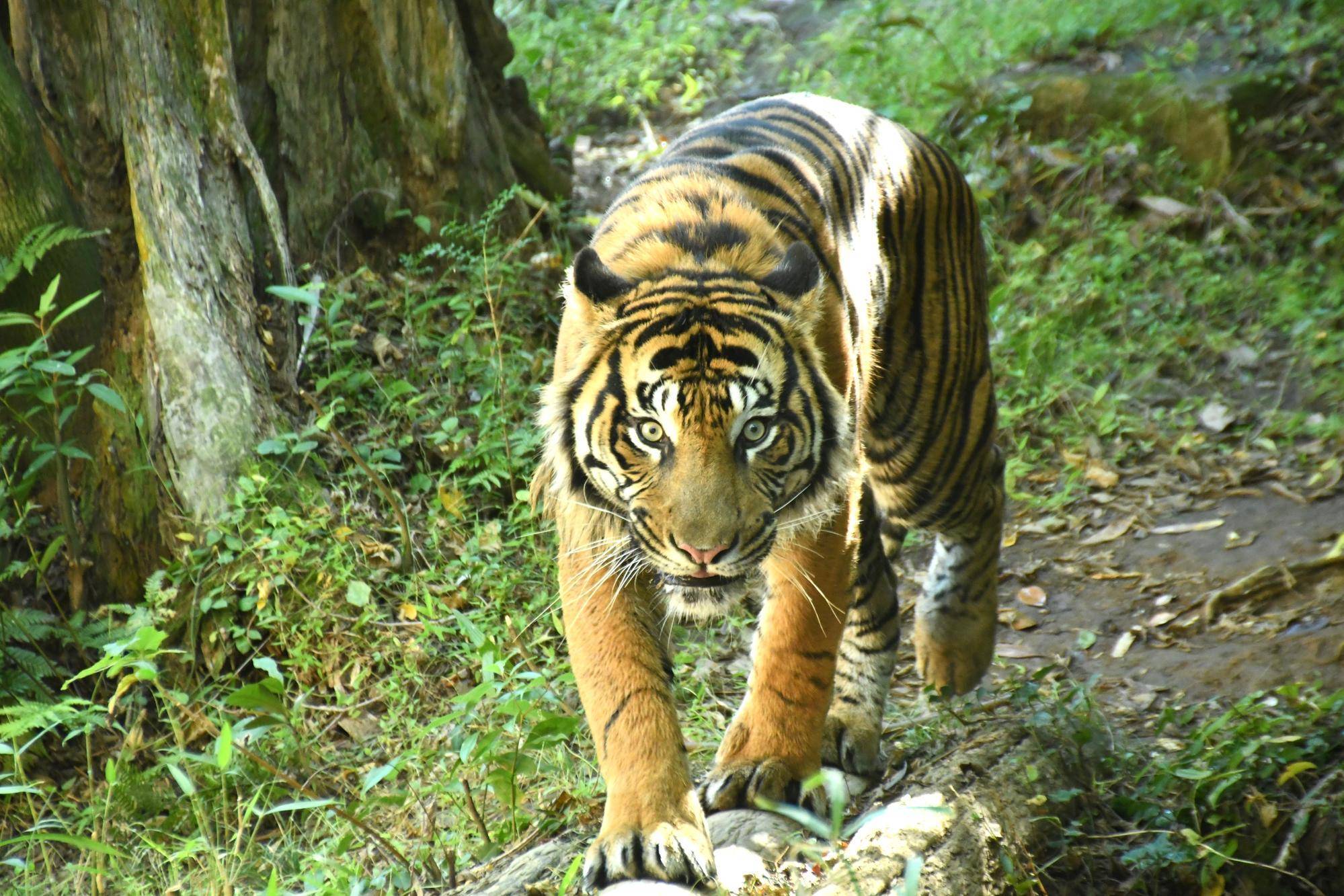 【飼育日誌】20240110：ズラスクネコ博士 (2).jpg