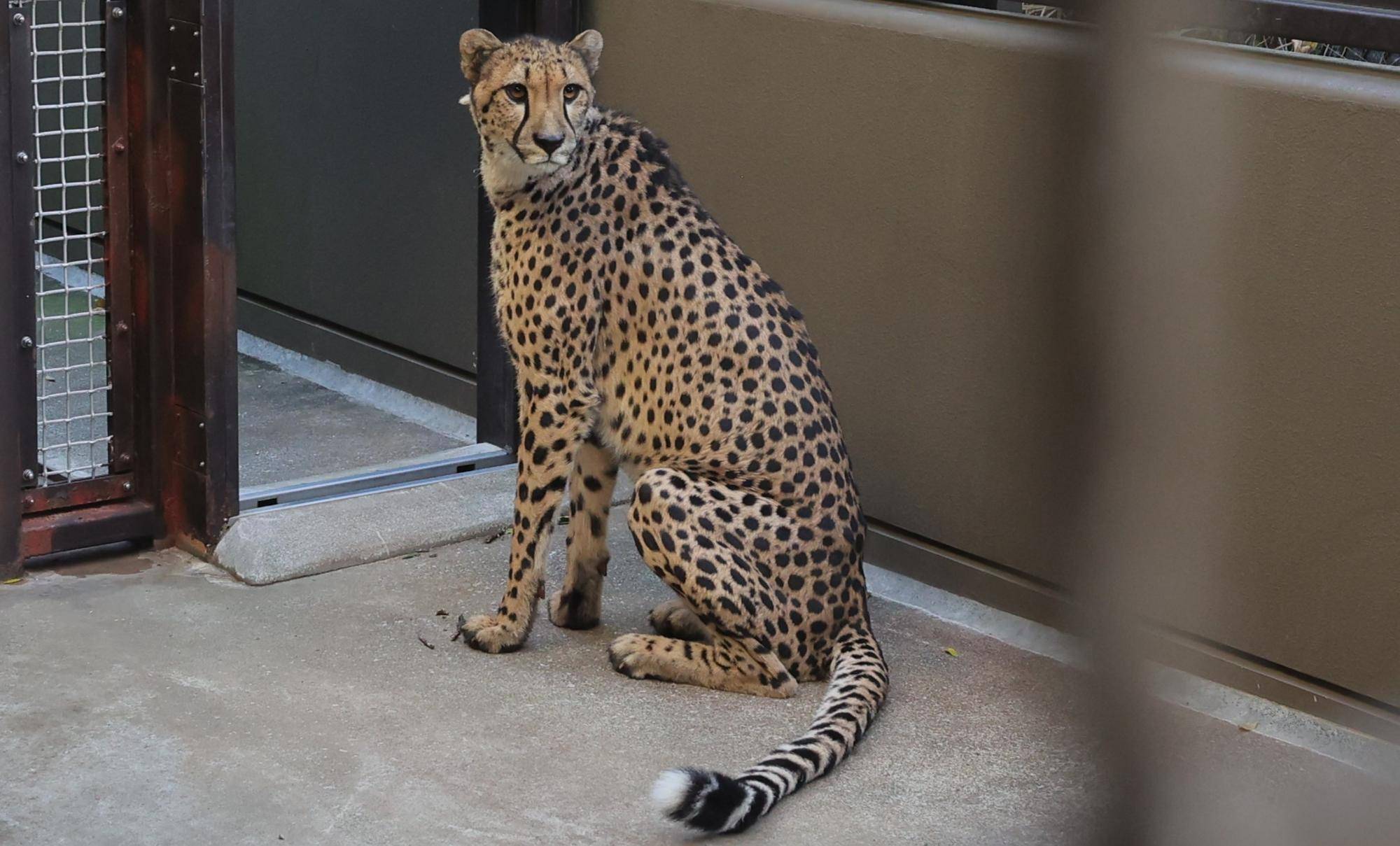 【飼育日誌】20240110：ズラスクネコ博士 (12).jpg