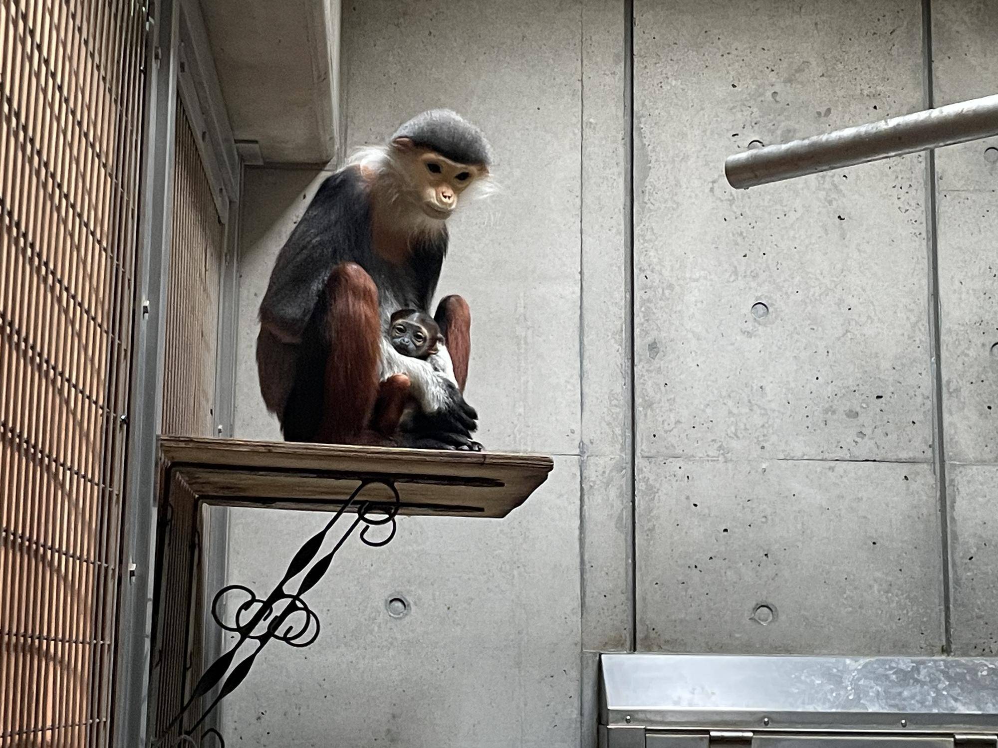 【飼育日誌】20240203：生まれました！！ (7).jpg