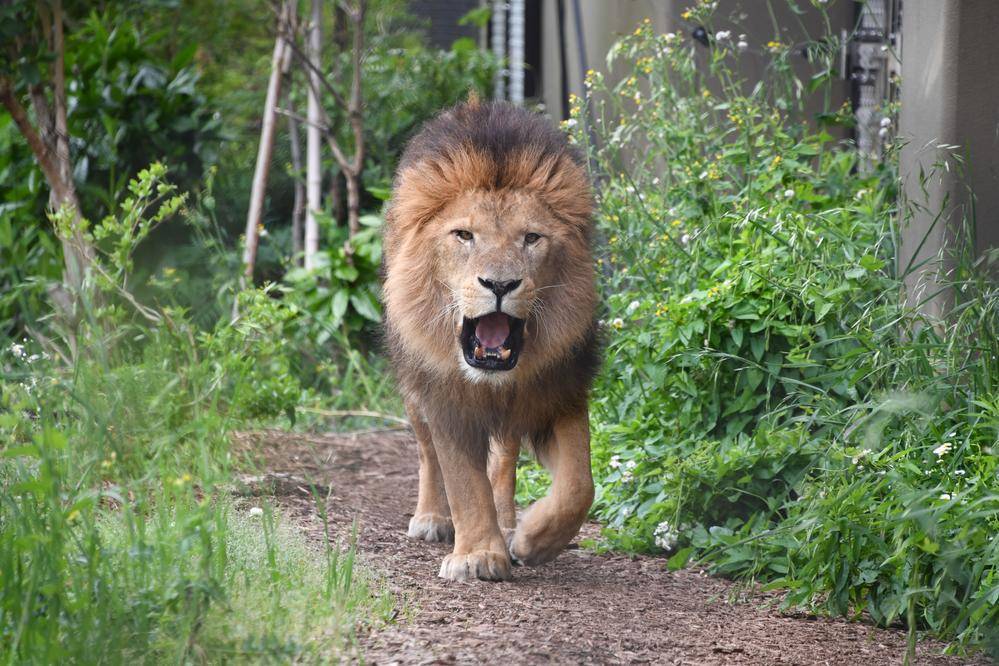 【飼育日誌】20240110：ズラスクネコ博士 (3).jpg