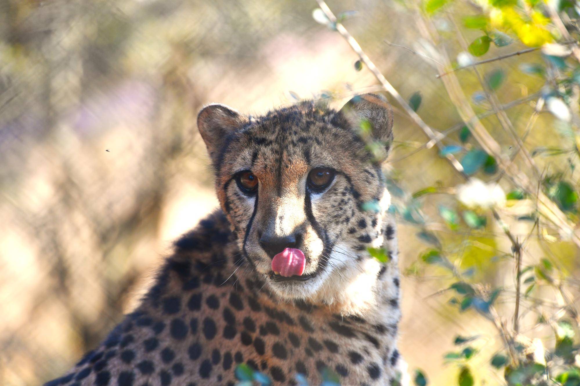 【飼育日誌】20240110：ズラスクネコ博士 (4).jpg