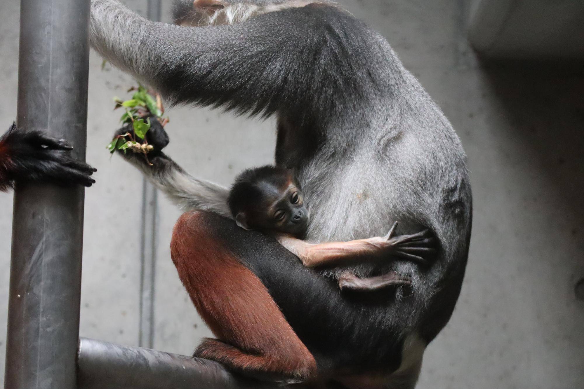 【飼育日誌】20240203：生まれました！！ (4).jpg