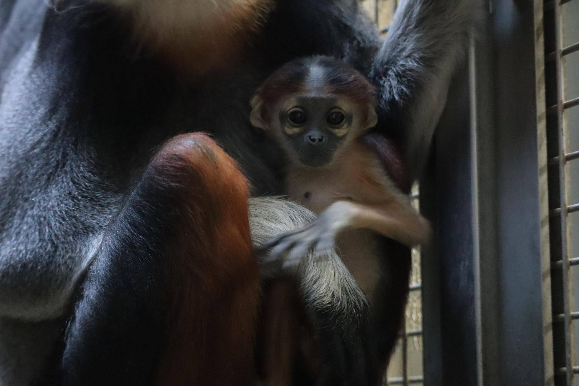 【飼育日誌】20240203：生まれました！！ (9).jpg