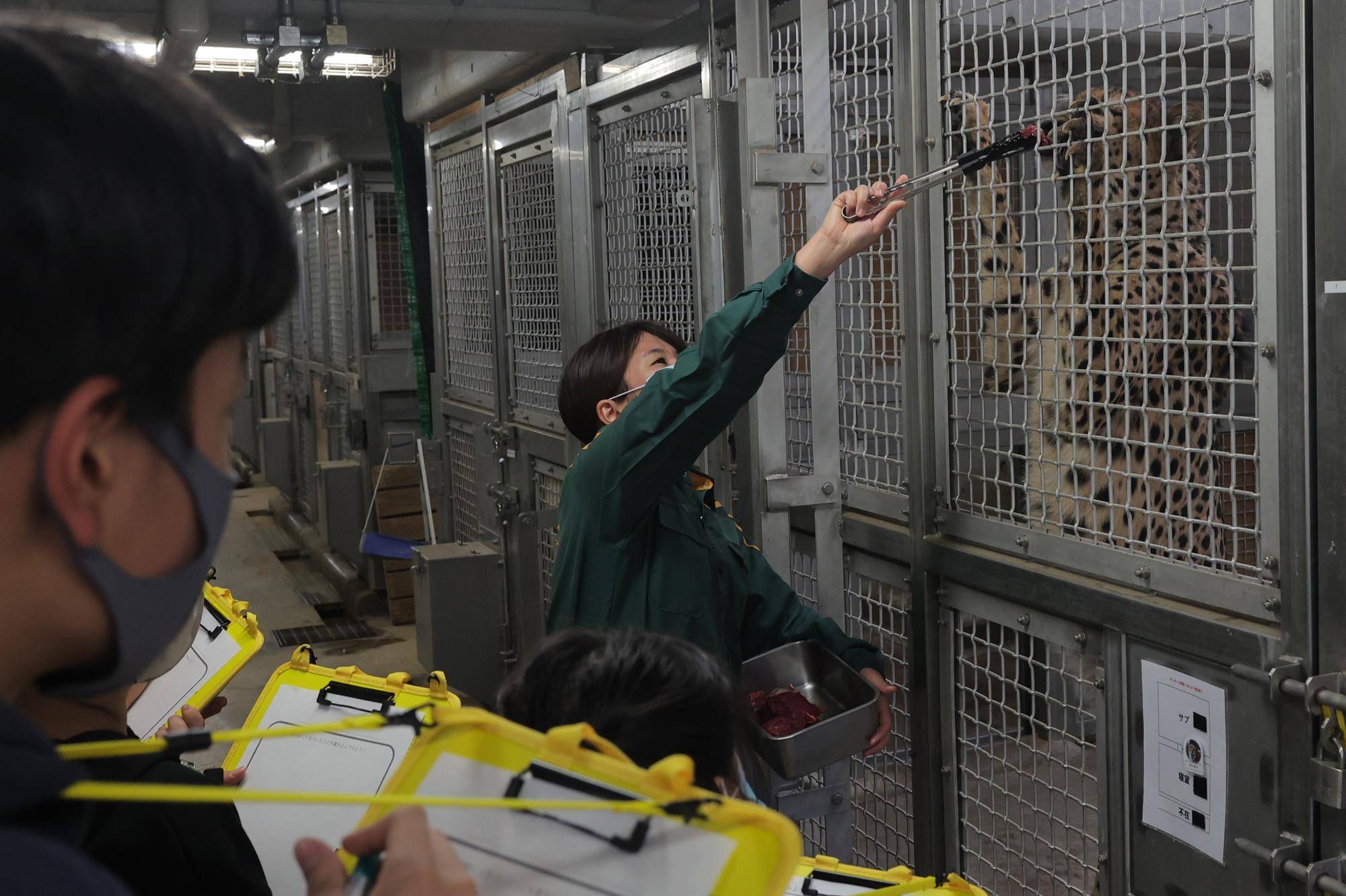 【飼育日誌】20240110：ズラスクネコ博士 (11).jpg