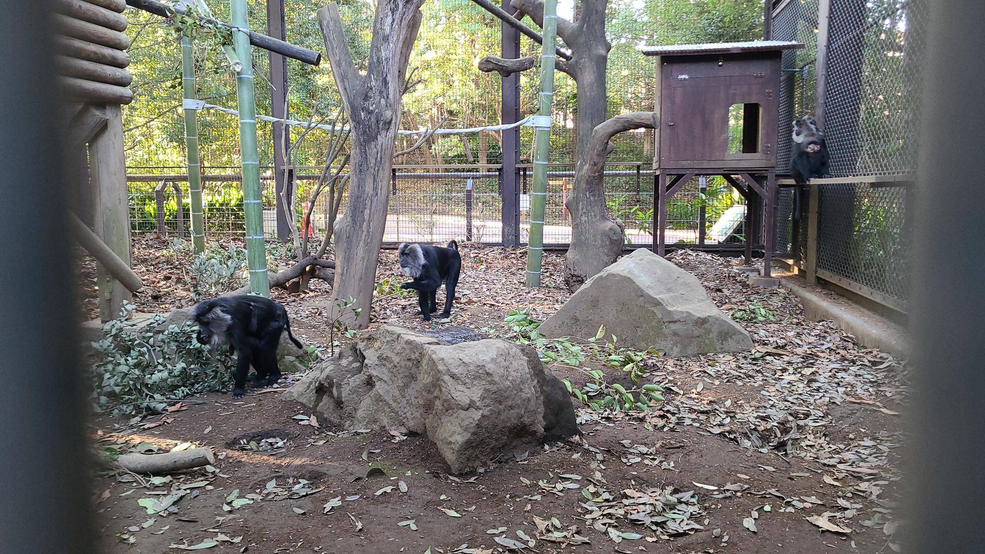 群れ展示始めました|飼育日誌｜ブログ|よこはま動物園ズーラシア