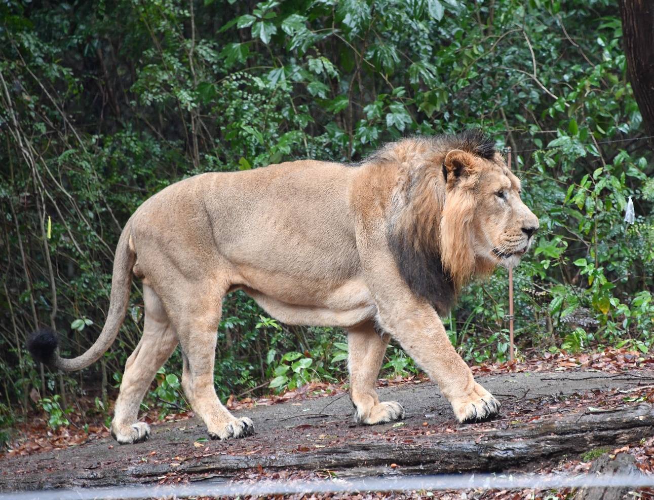 立派なインドライオン バドゥリ.jpg