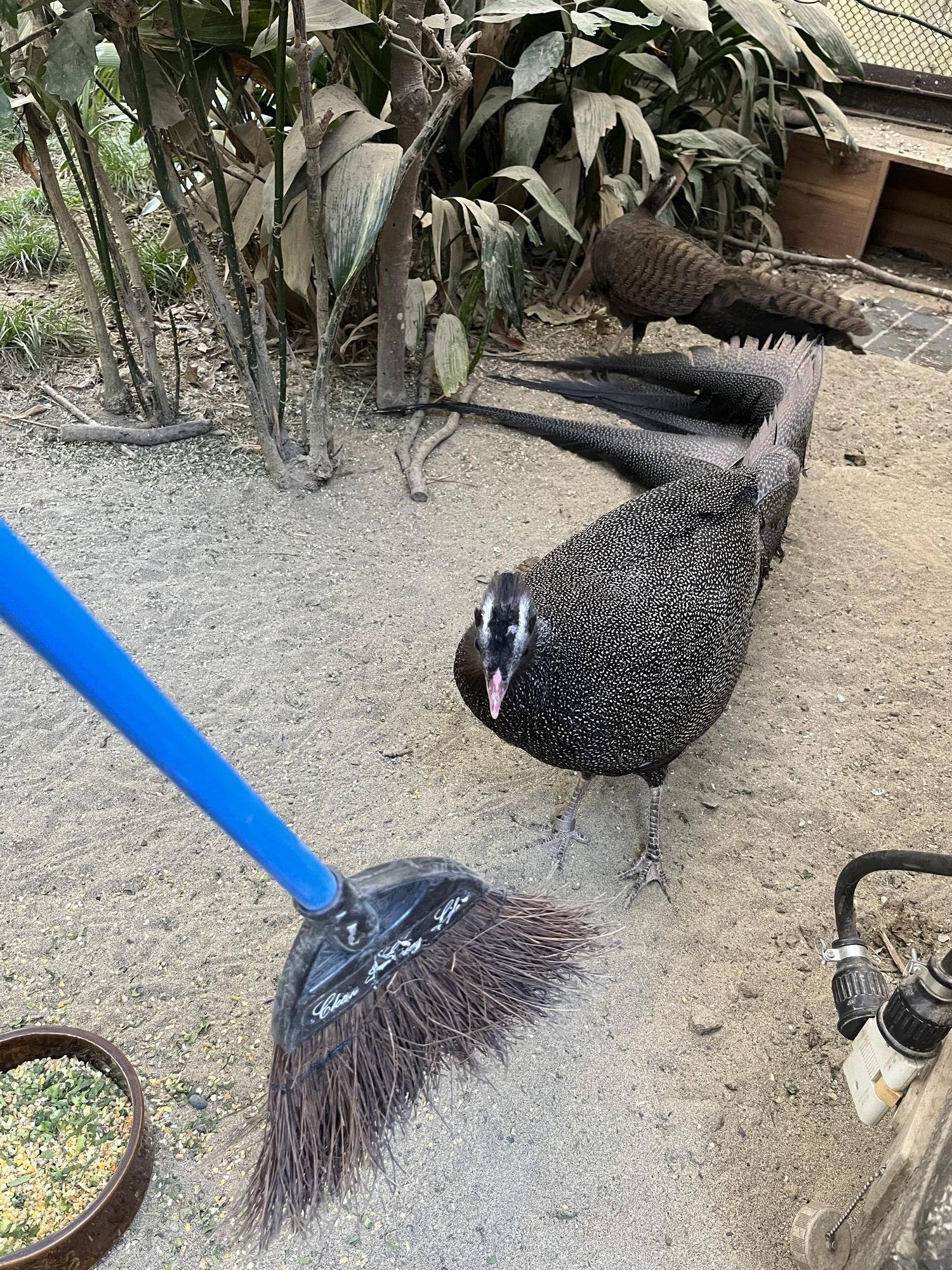 ホウキと戦うオス.jpg