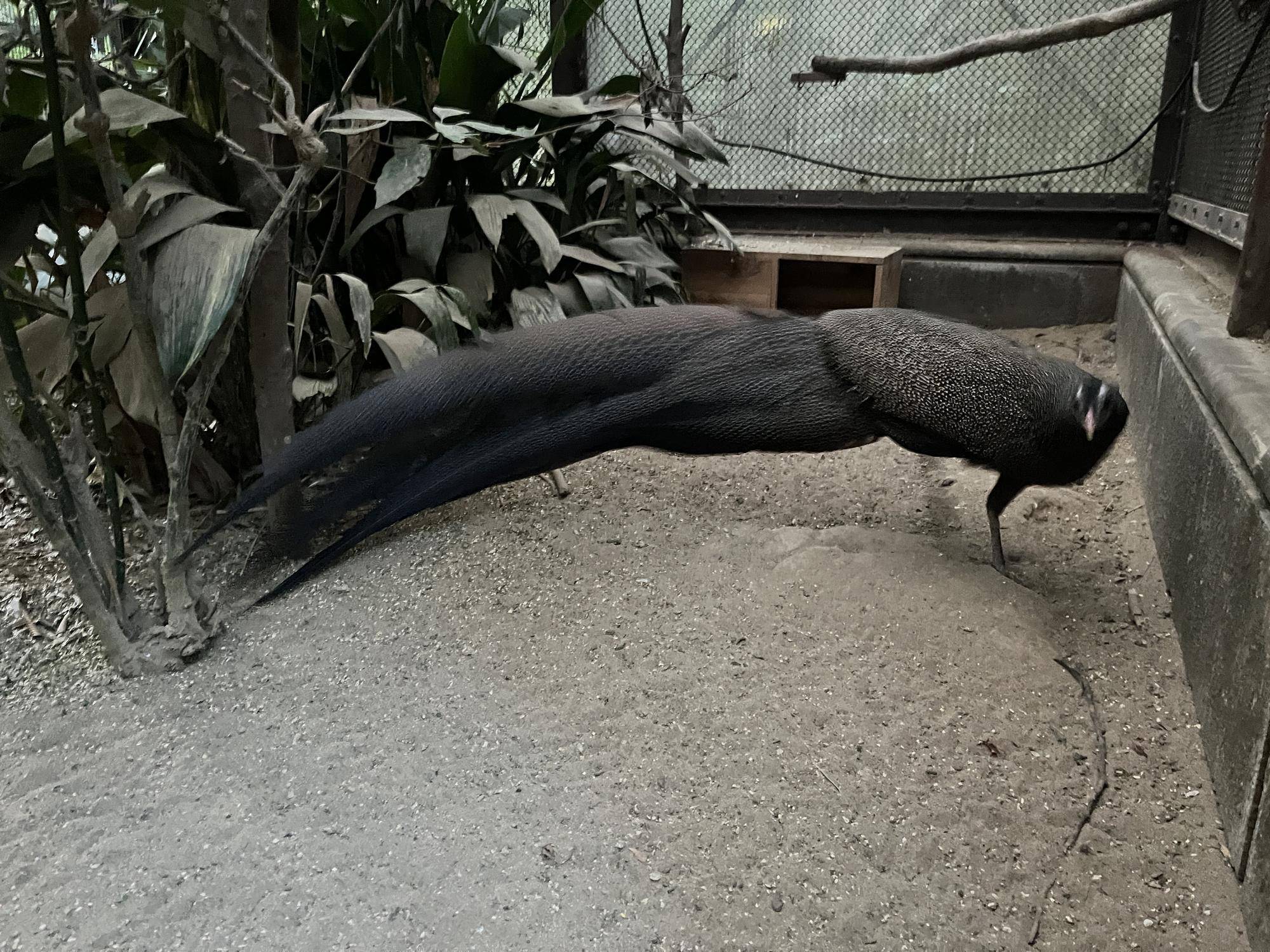 向かってくるカンムリセイランオス.jpg