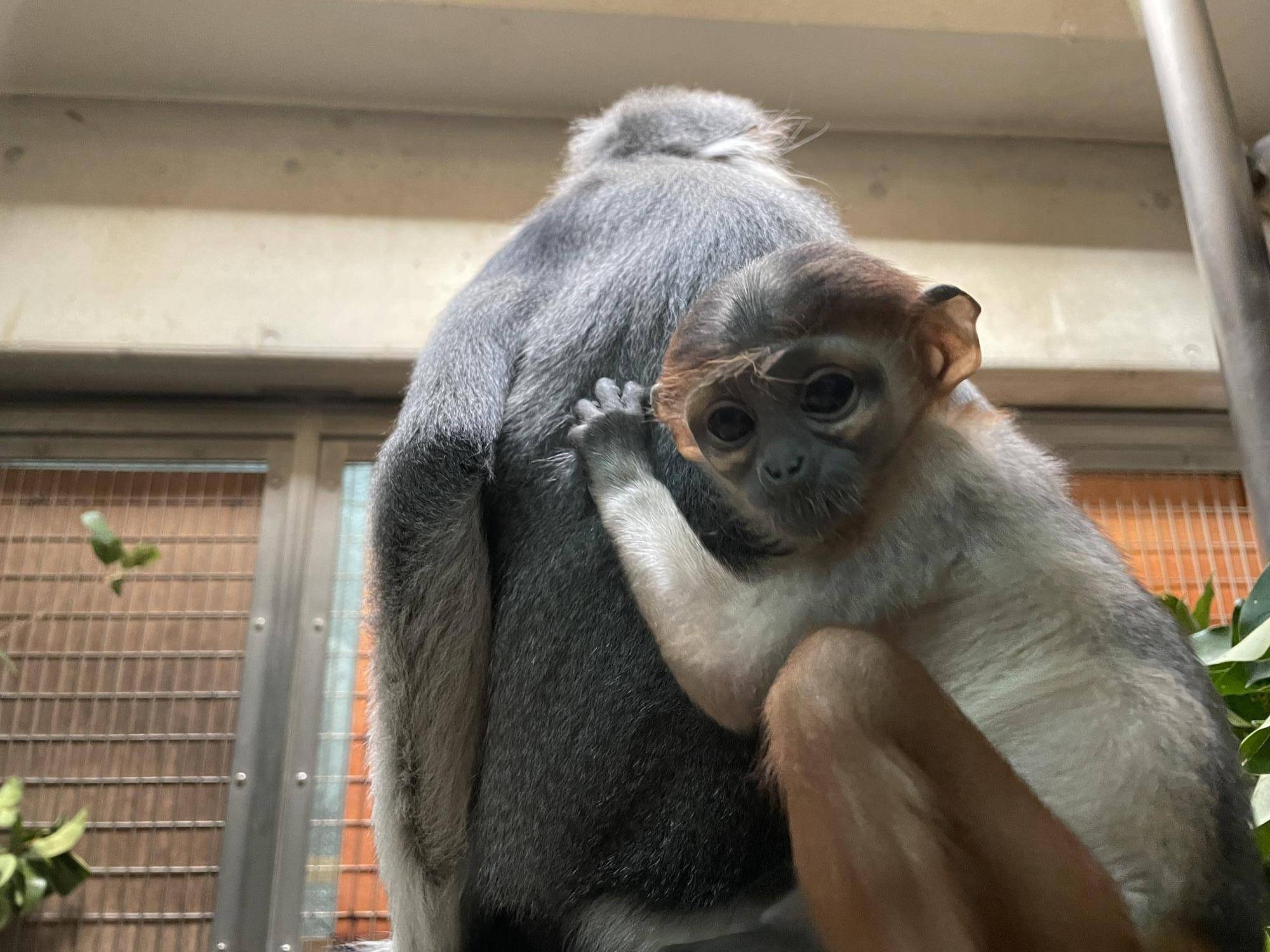 【飼育日誌】20240402：愛称投票結果発表！ (4).jpg