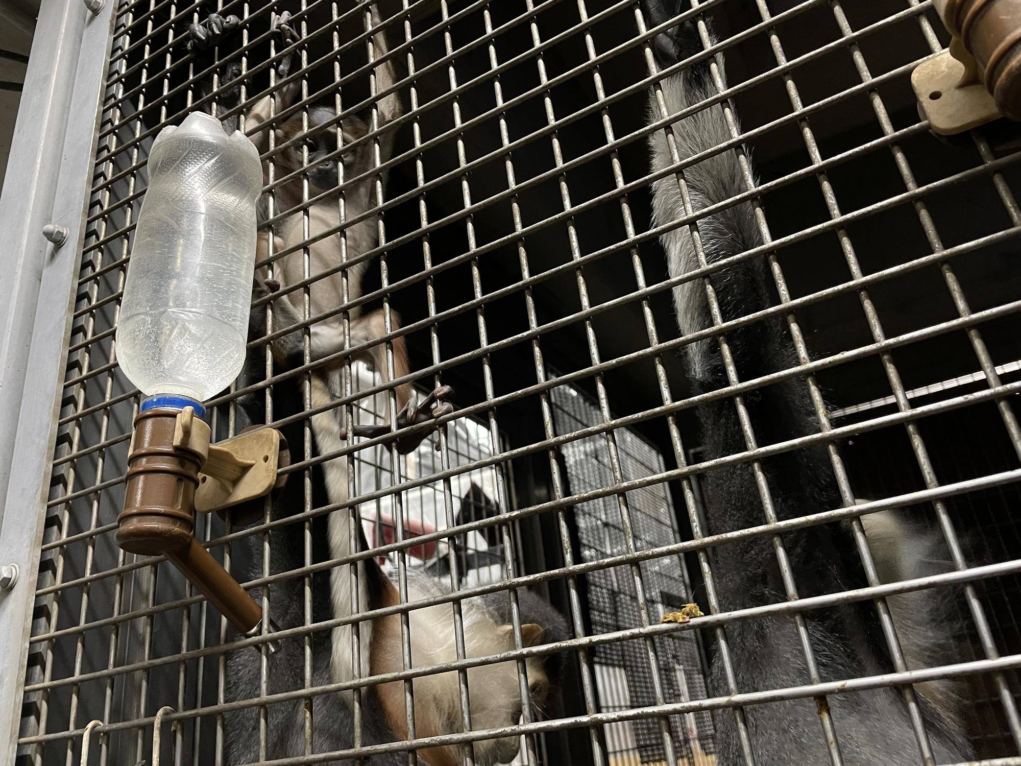 【飼育日誌】20240305：性別発表！ (3).jpg