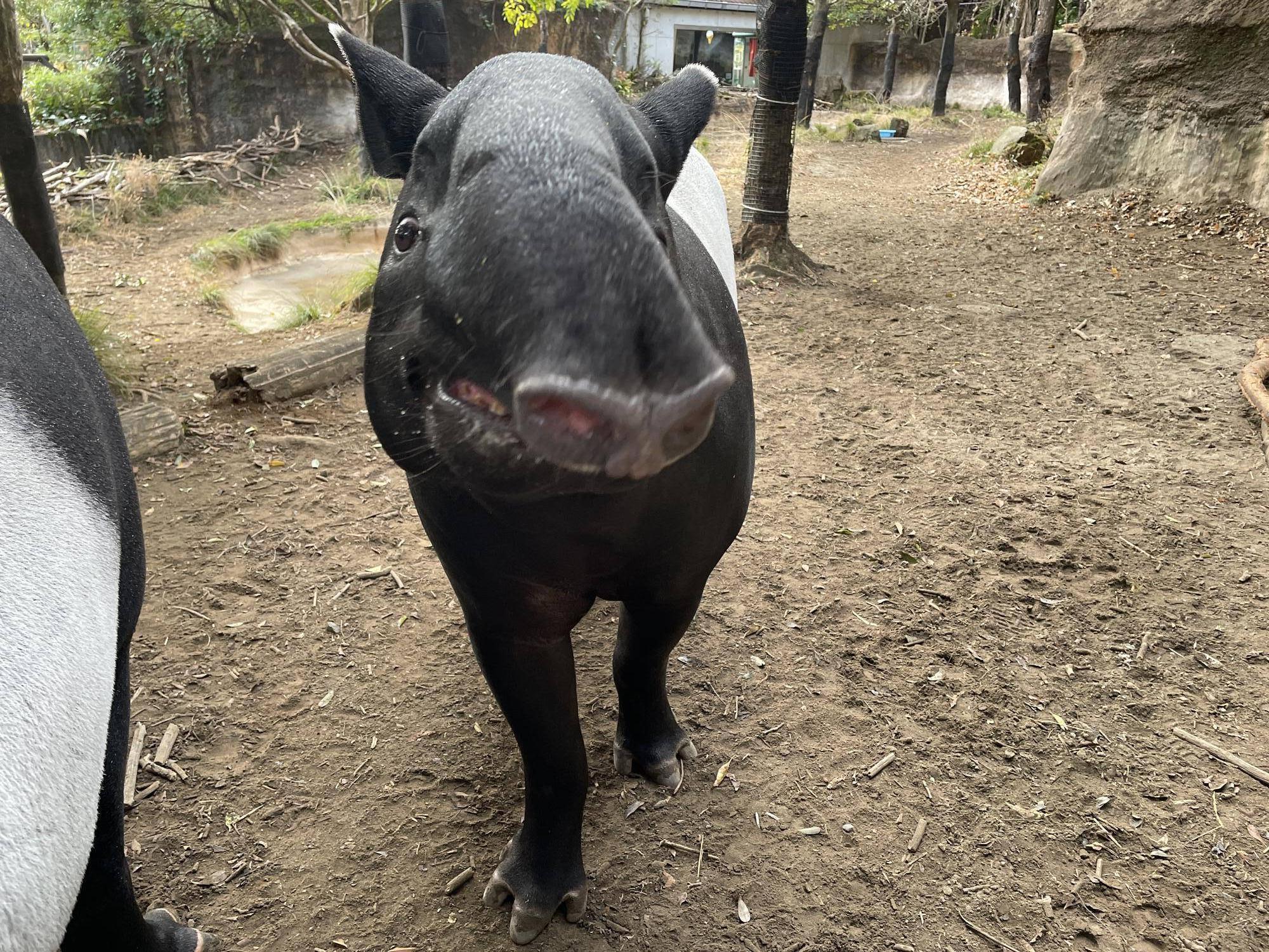 バク通信 続・愛すべきマレーバク🌸|飼育日誌｜ブログ|よこはま