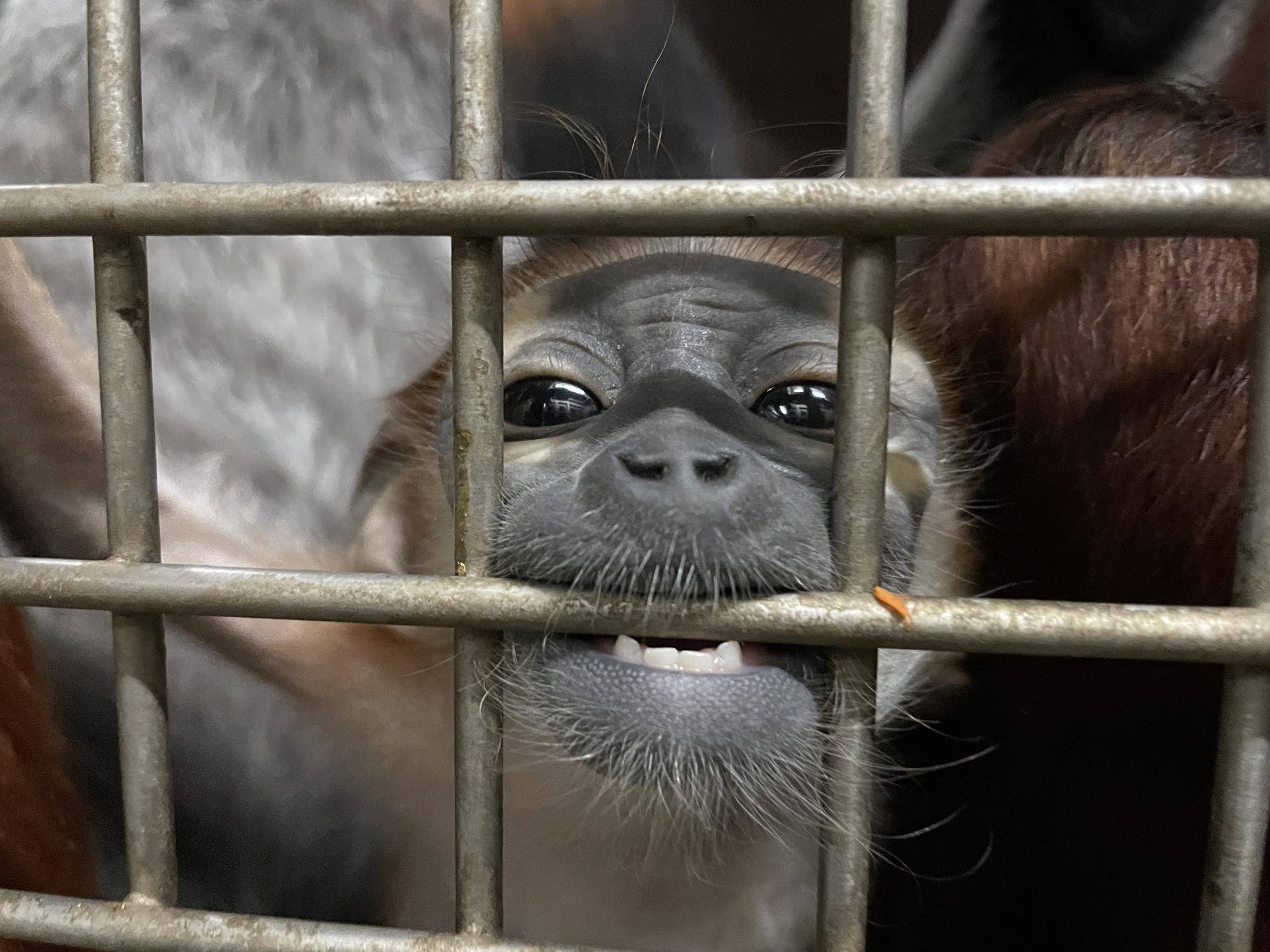 【飼育日誌】20240309：赤ちゃん公開と愛称投票 (6).jpg