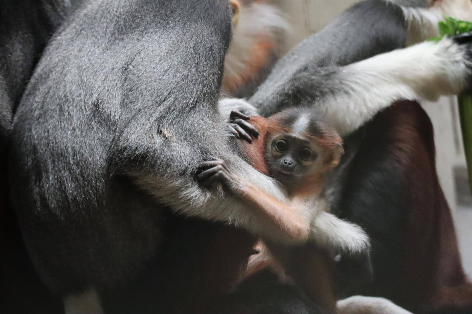 【飼育日誌】20240305：性別発表！ (7).jpg