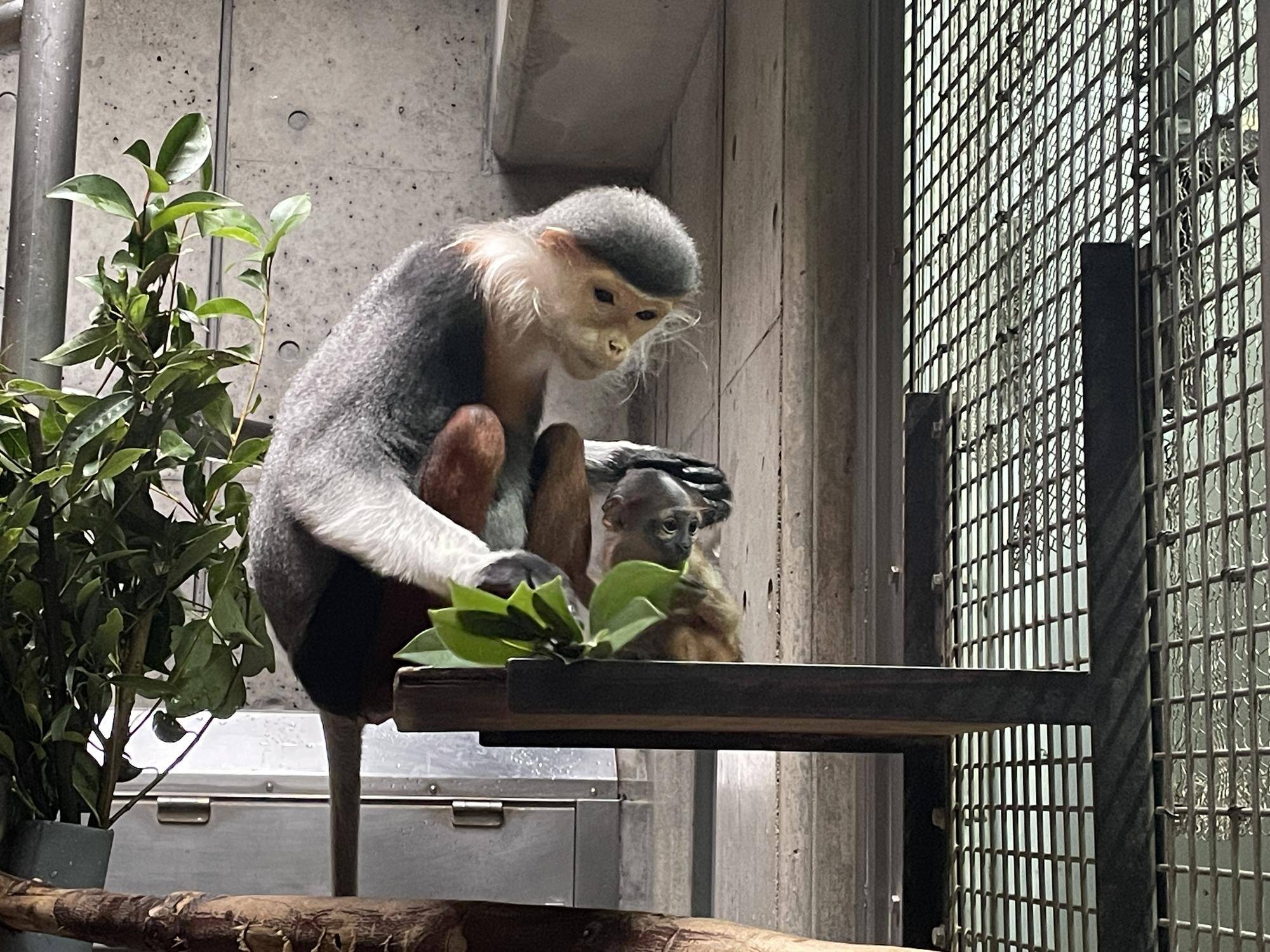 【飼育日誌】20240305：性別発表！ (5).jpg