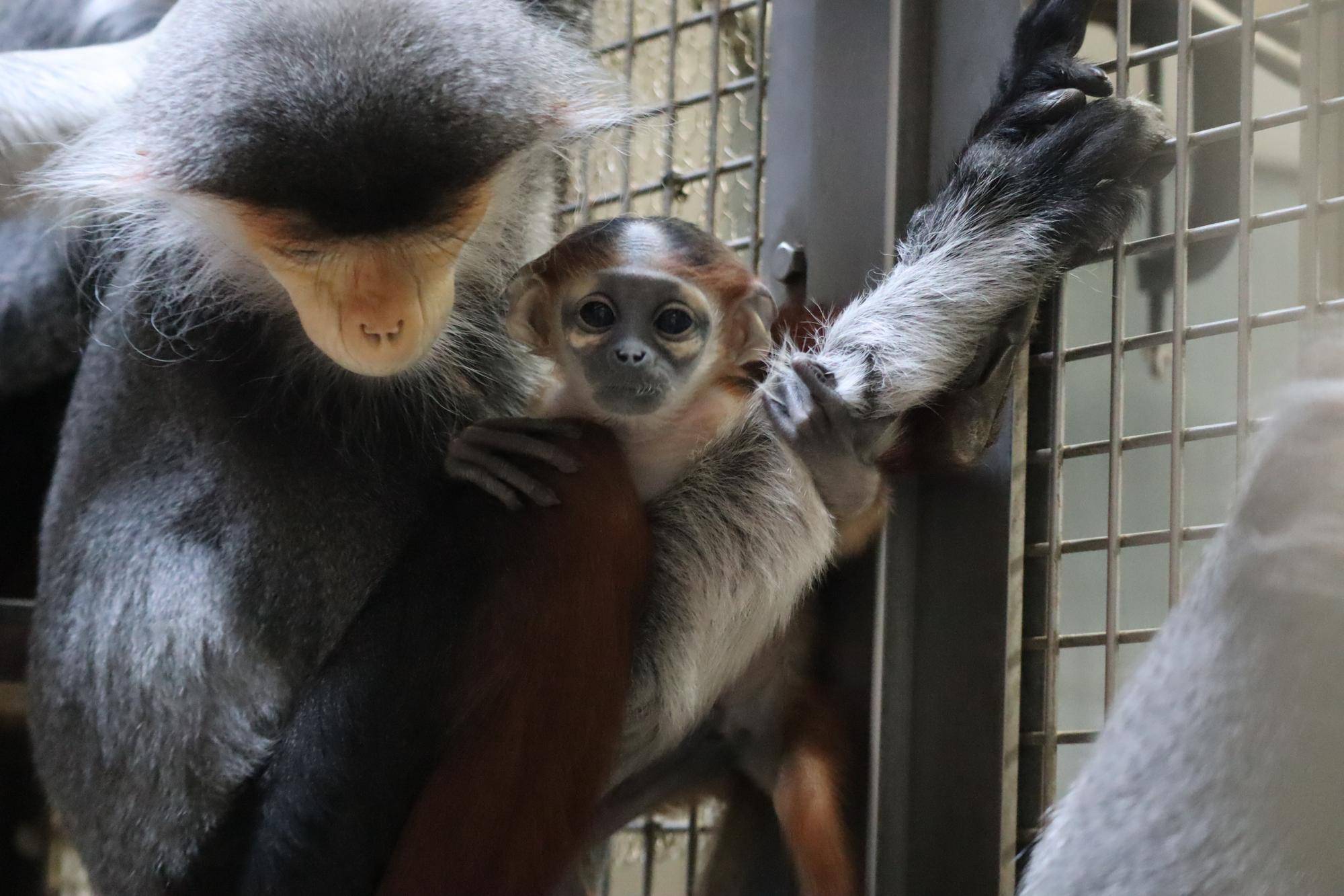 【飼育日誌】20240309：赤ちゃん公開と愛称投票 (5).jpg