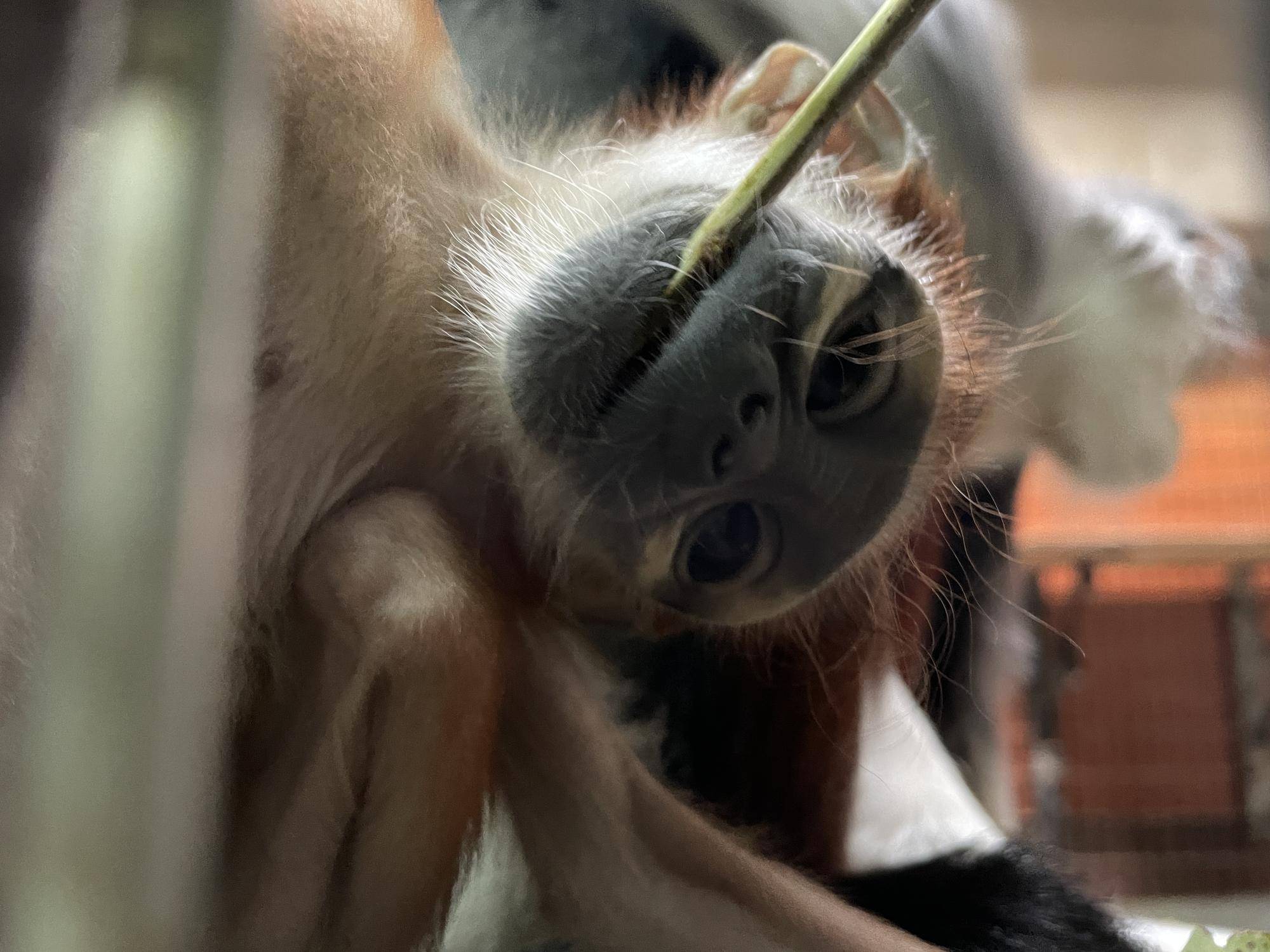 【飼育日誌】20240402：愛称投票結果発表！ (2).jpg