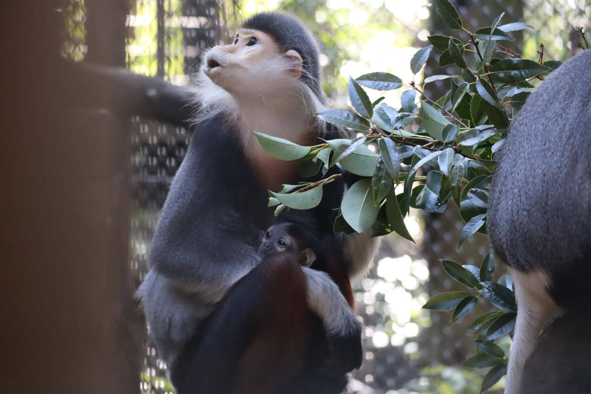 【飼育日誌】20240309：赤ちゃん公開と愛称投票 (2).jpg