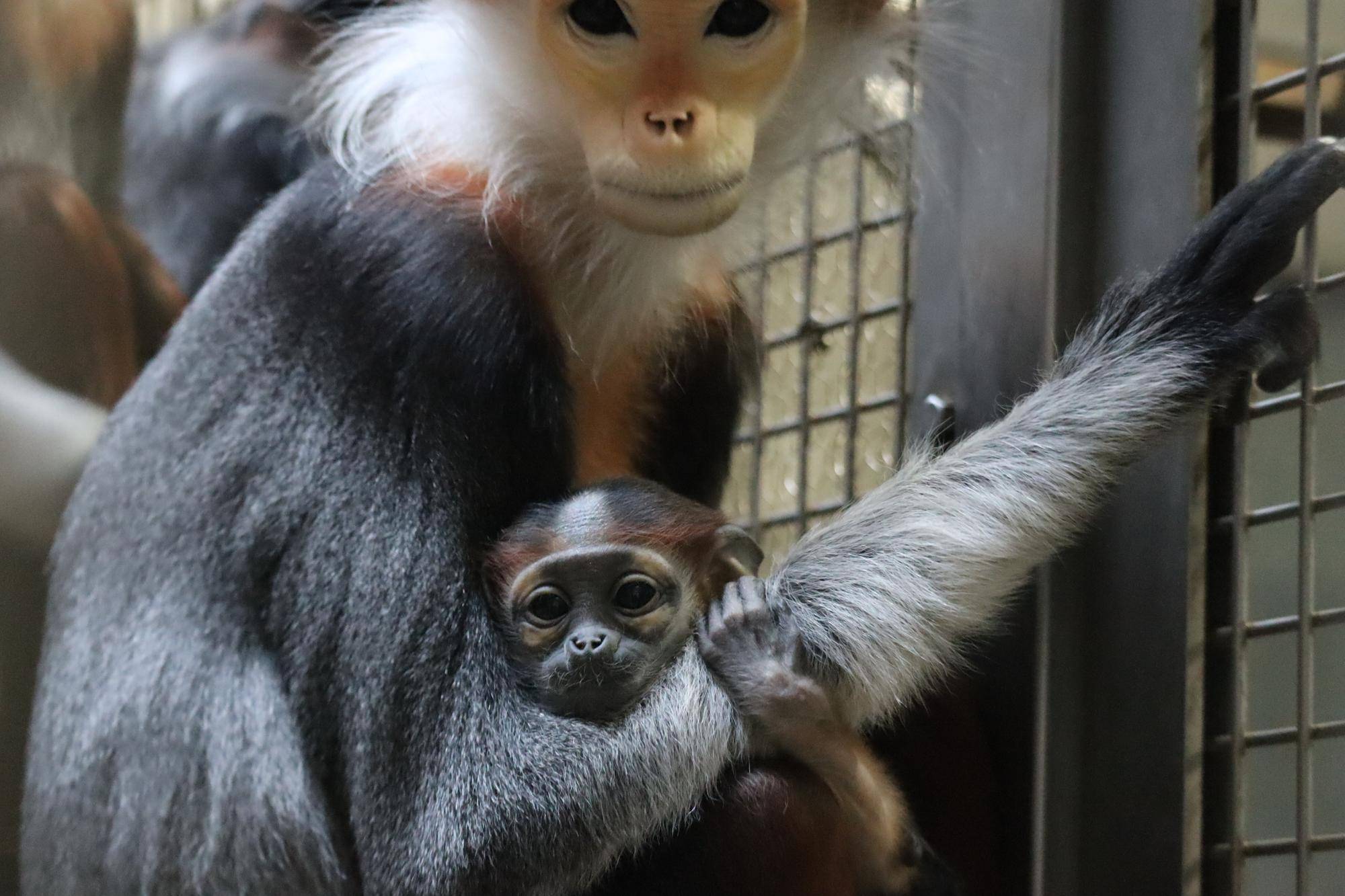 【飼育日誌】20240305：性別発表！ (10).jpg