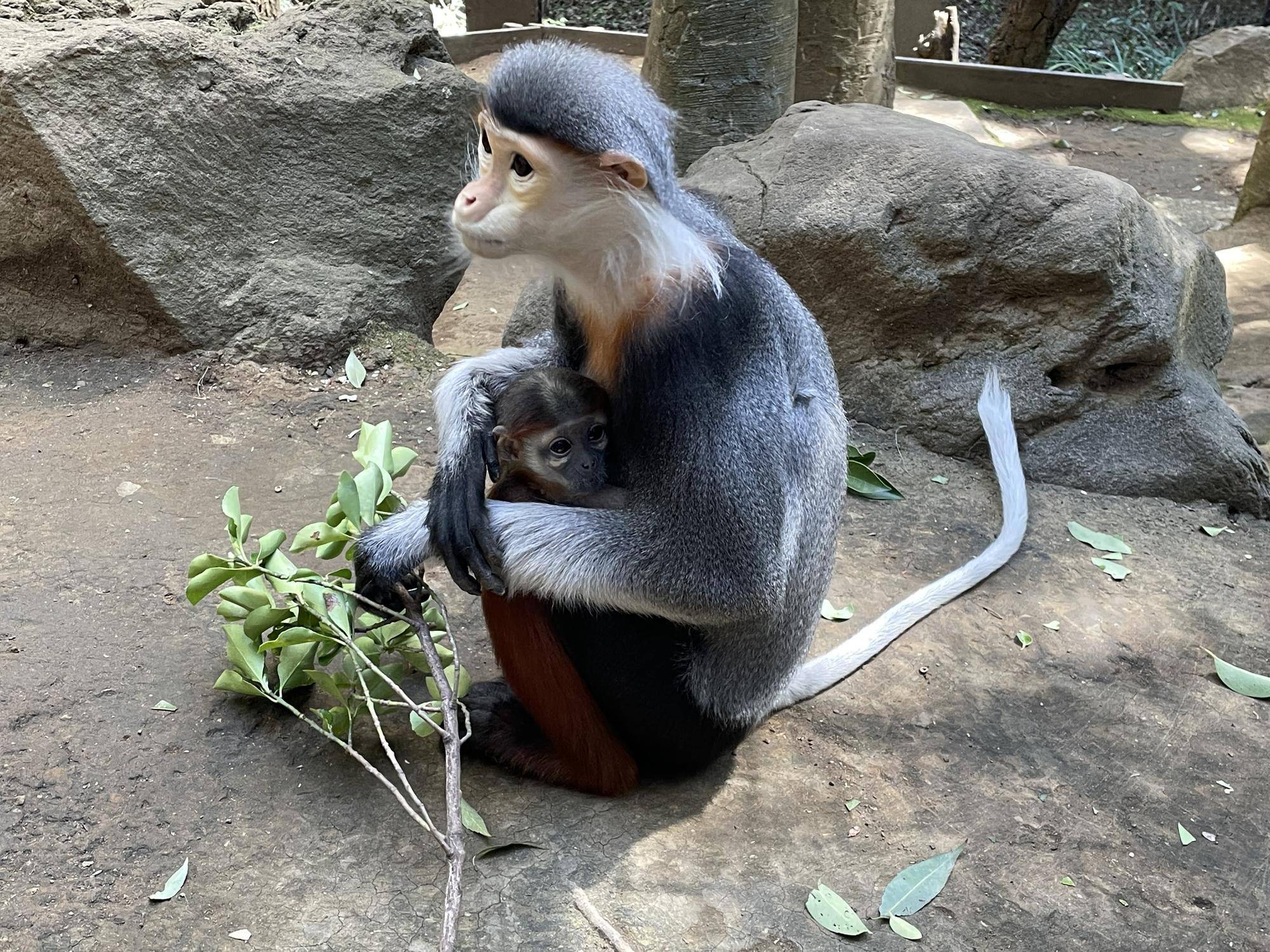 【飼育日誌】20240402：愛称投票結果発表！ (3).jpg