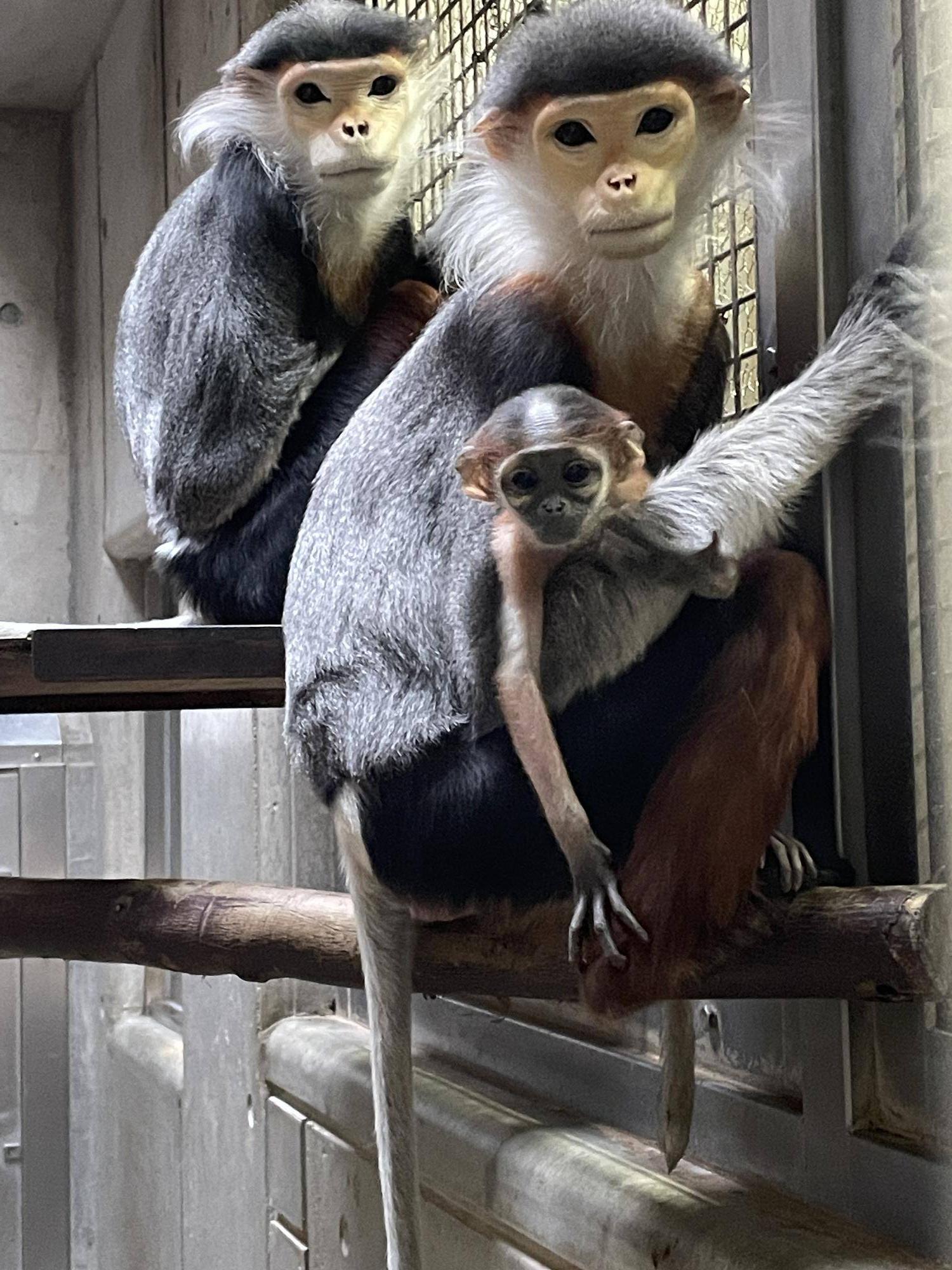 【飼育日誌】20240309：赤ちゃん公開と愛称投票 (3).jpg