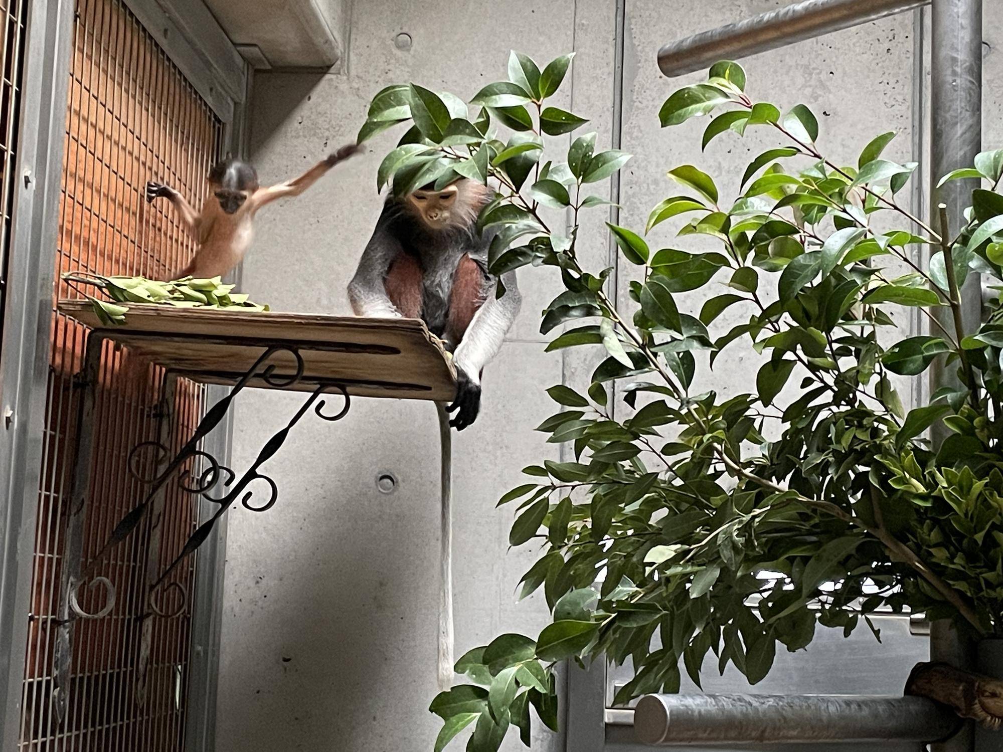 【飼育日誌】20240305：性別発表！ (8).jpg