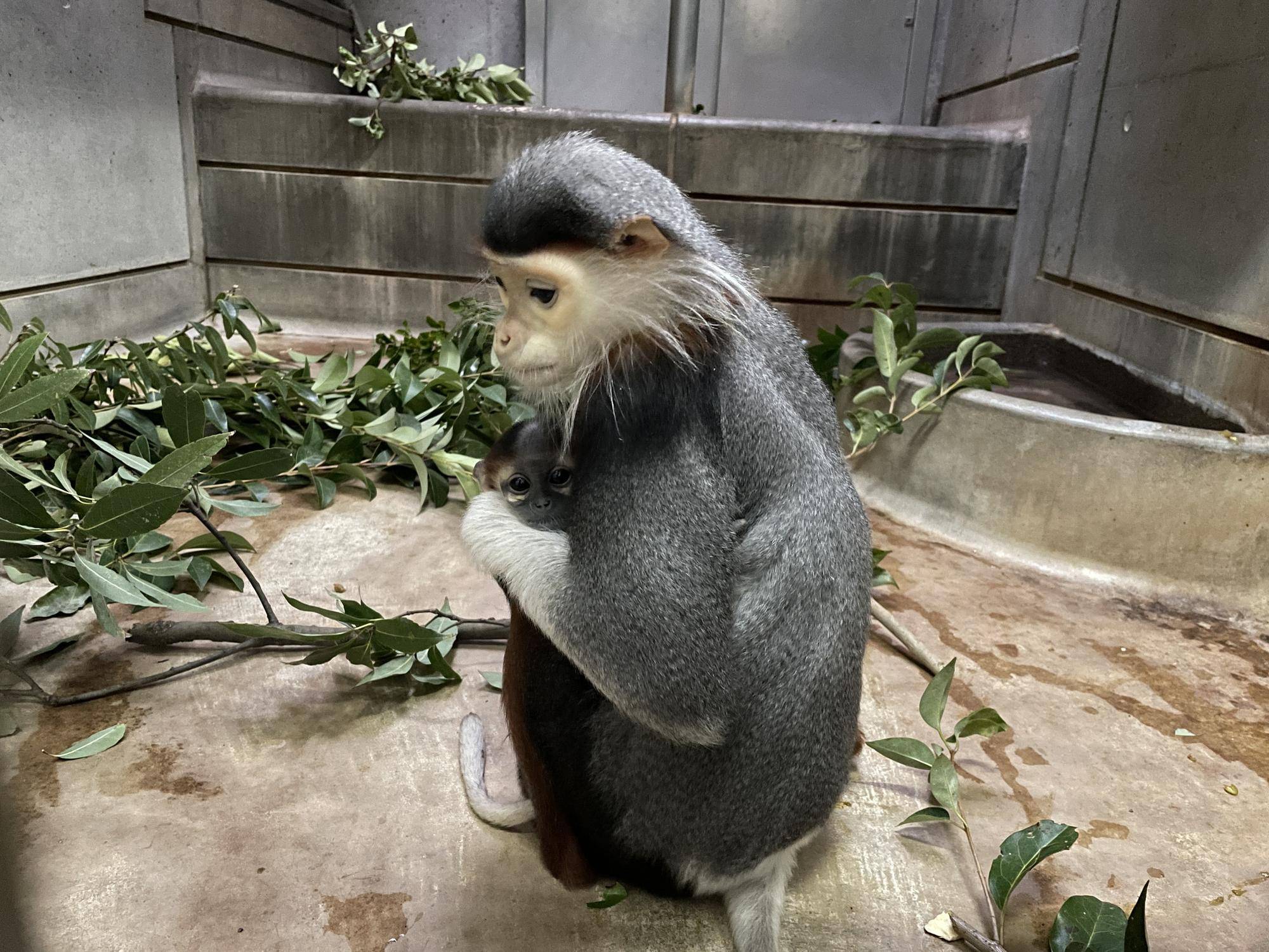 【飼育日誌】20240309：赤ちゃん公開と愛称投票 (4).jpg