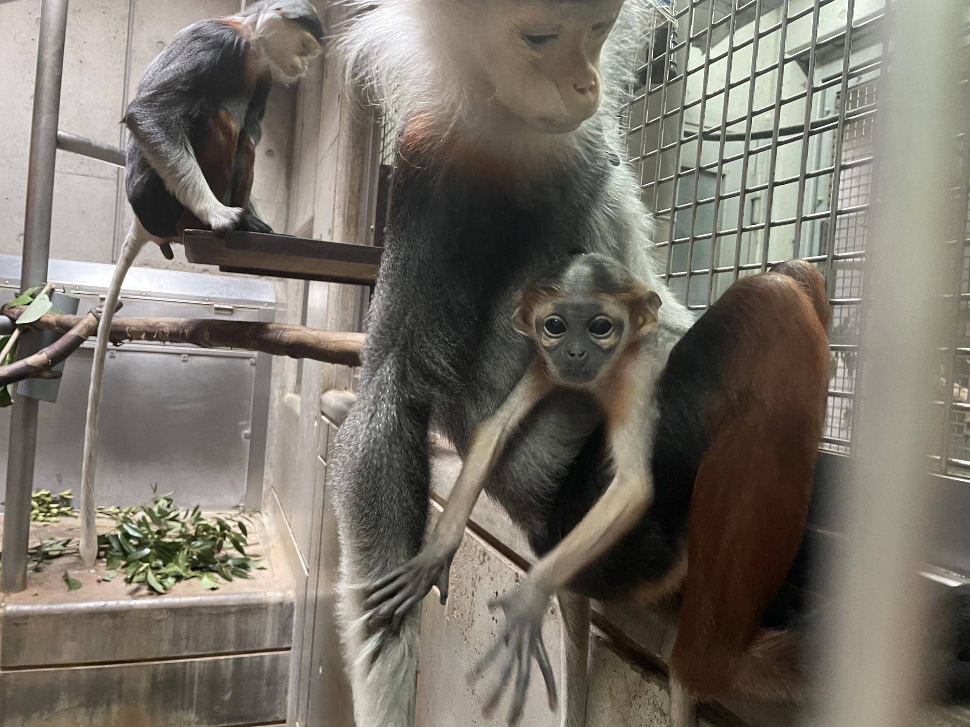 【飼育日誌】20240305：性別発表！ (4).jpg