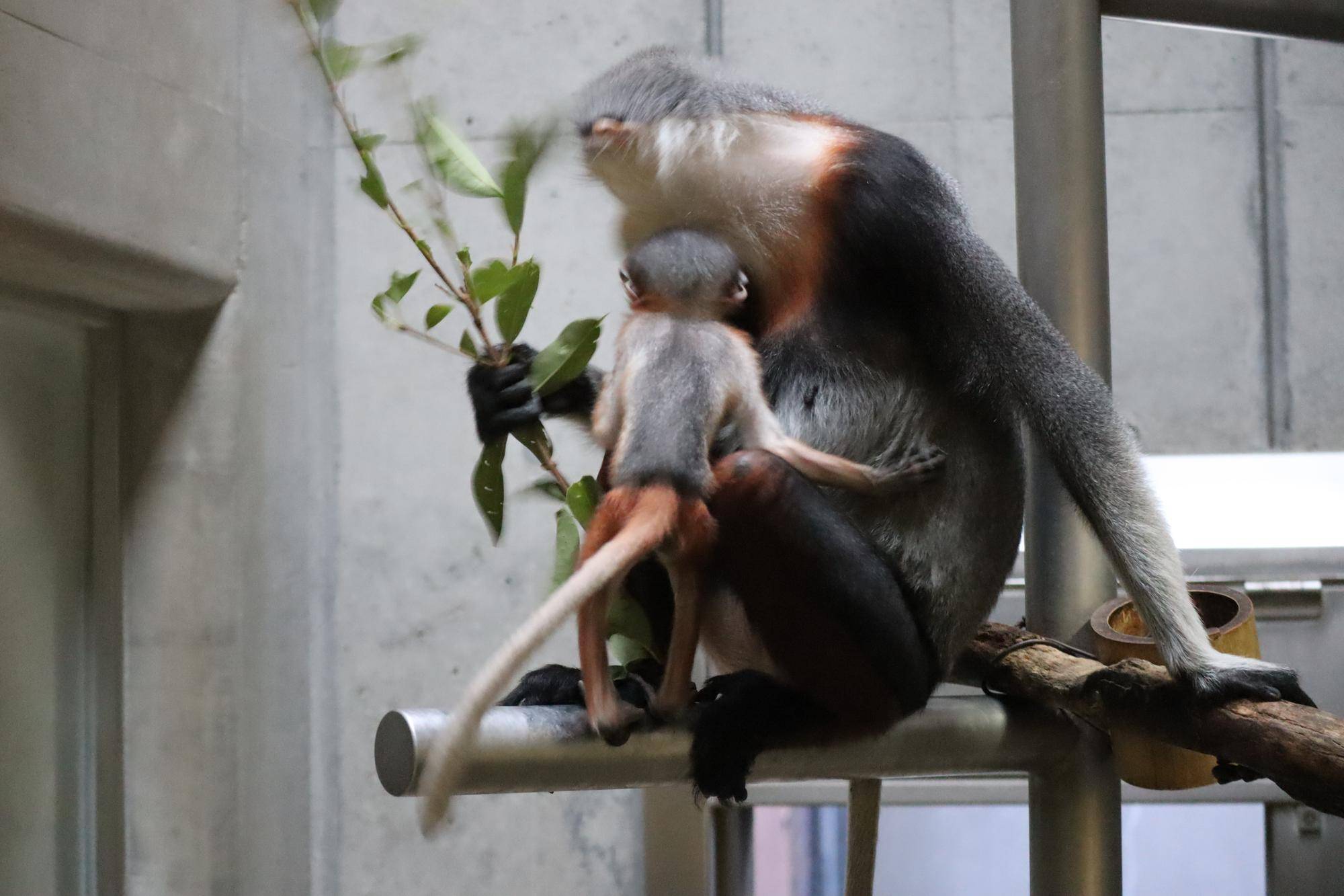 【飼育日誌】20240305：性別発表！ (9).jpg