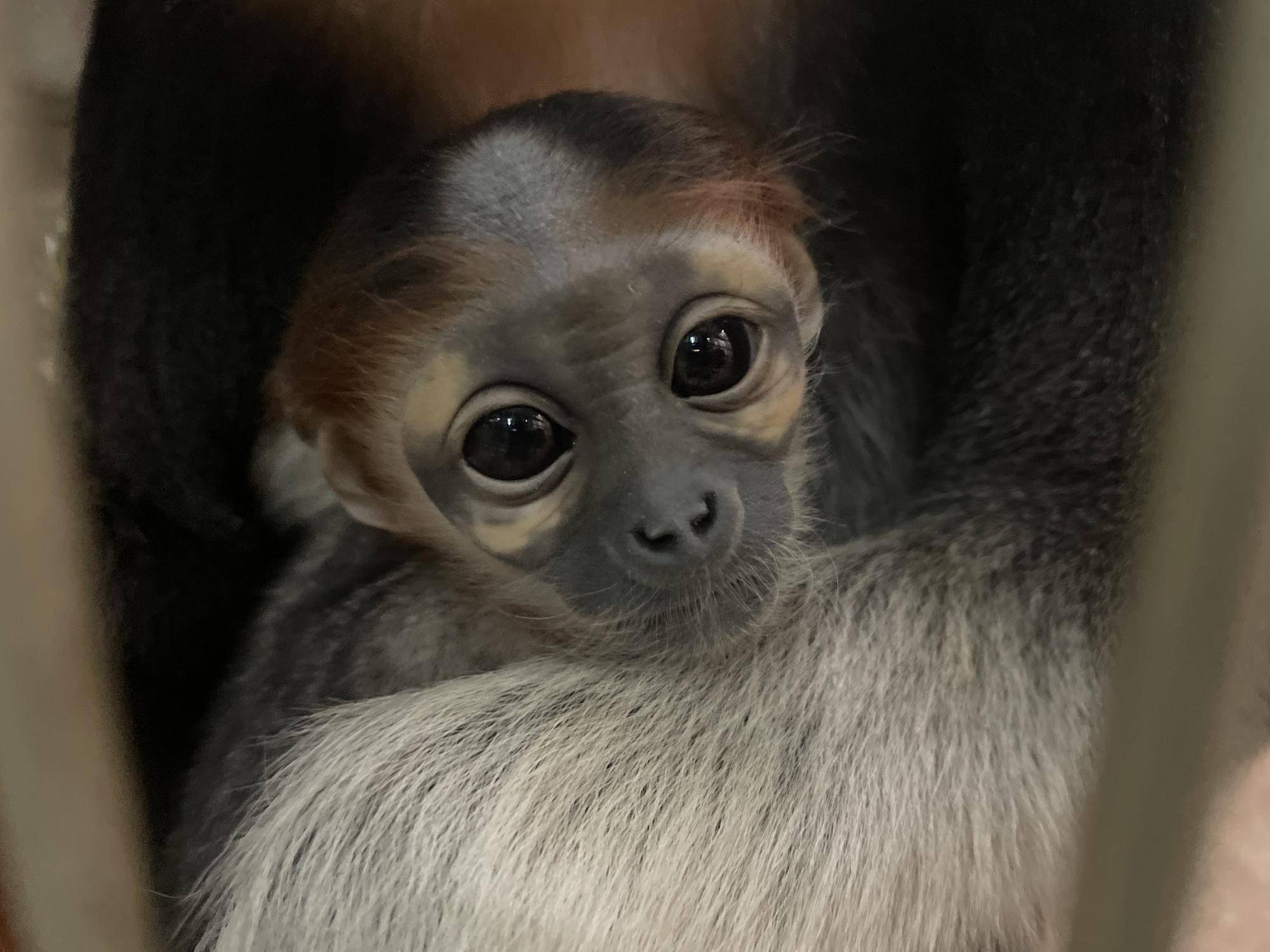 【飼育日誌】20240305：性別発表！ (2).jpg