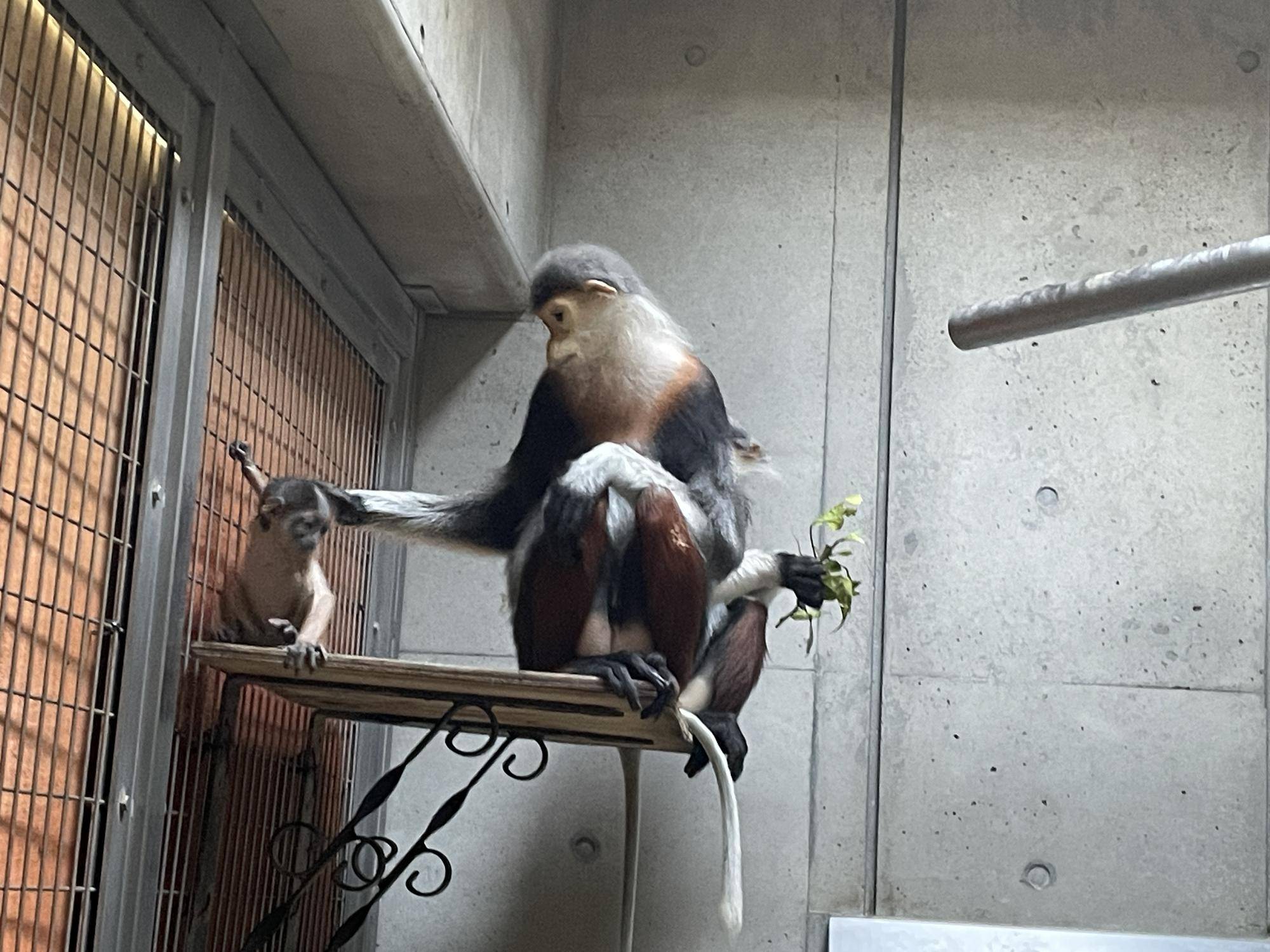 【飼育日誌】20240305：性別発表！ (6).jpg