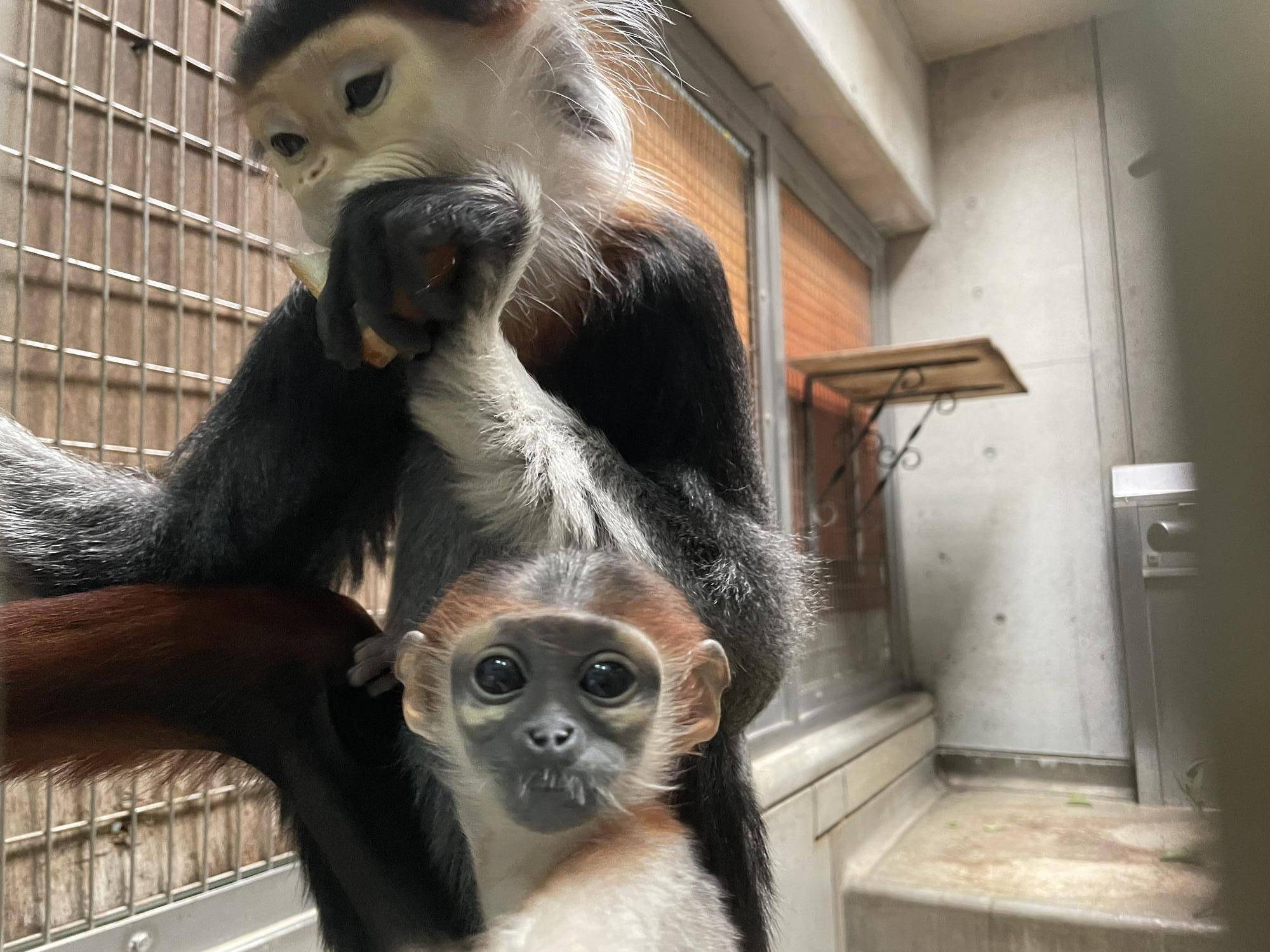 【飼育日誌】20240411:ダオFAMILY1家族 (12).jpg