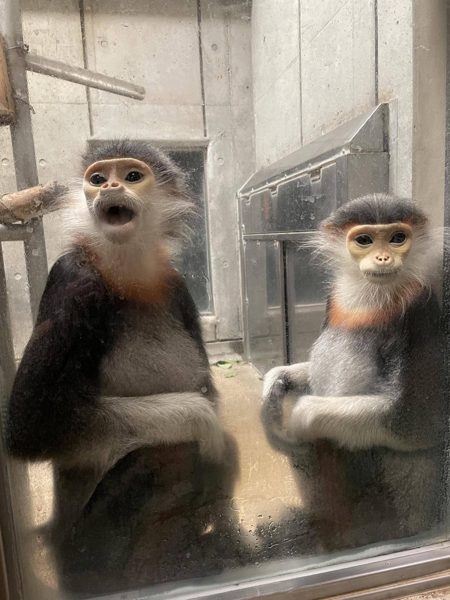 【飼育日誌】20240425：ホアモイ同居練習 (7).jpg