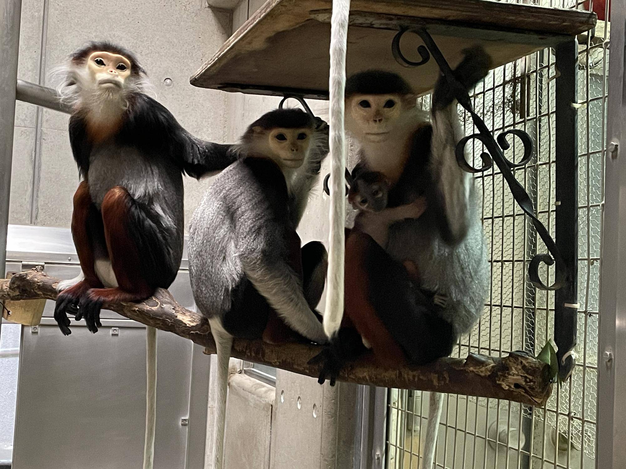 【飼育日誌】20240411:ダオFAMILY1家族 (13).jpg