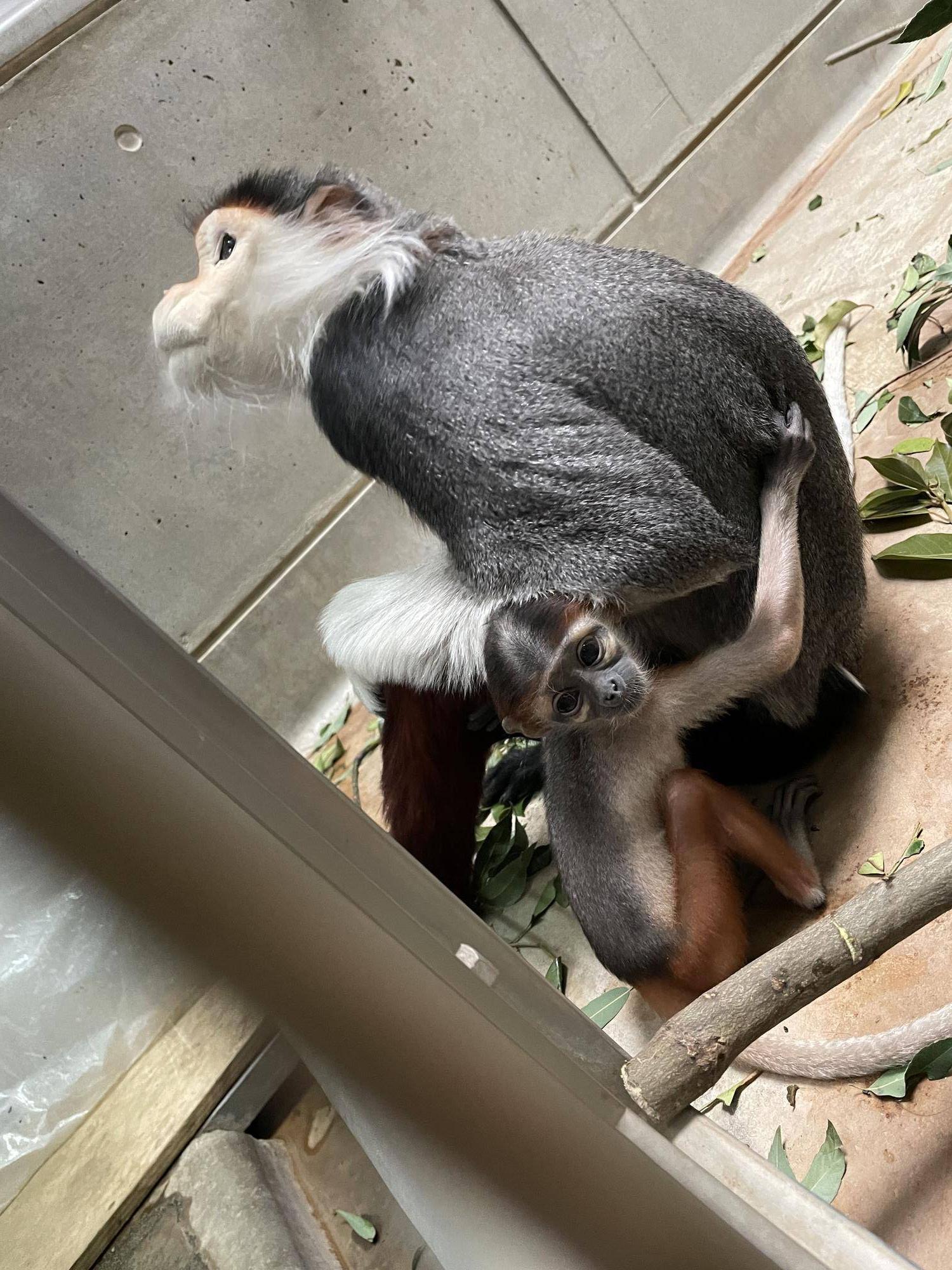 【飼育日誌】20240411:ダオFAMILY1家族 (6).jpg