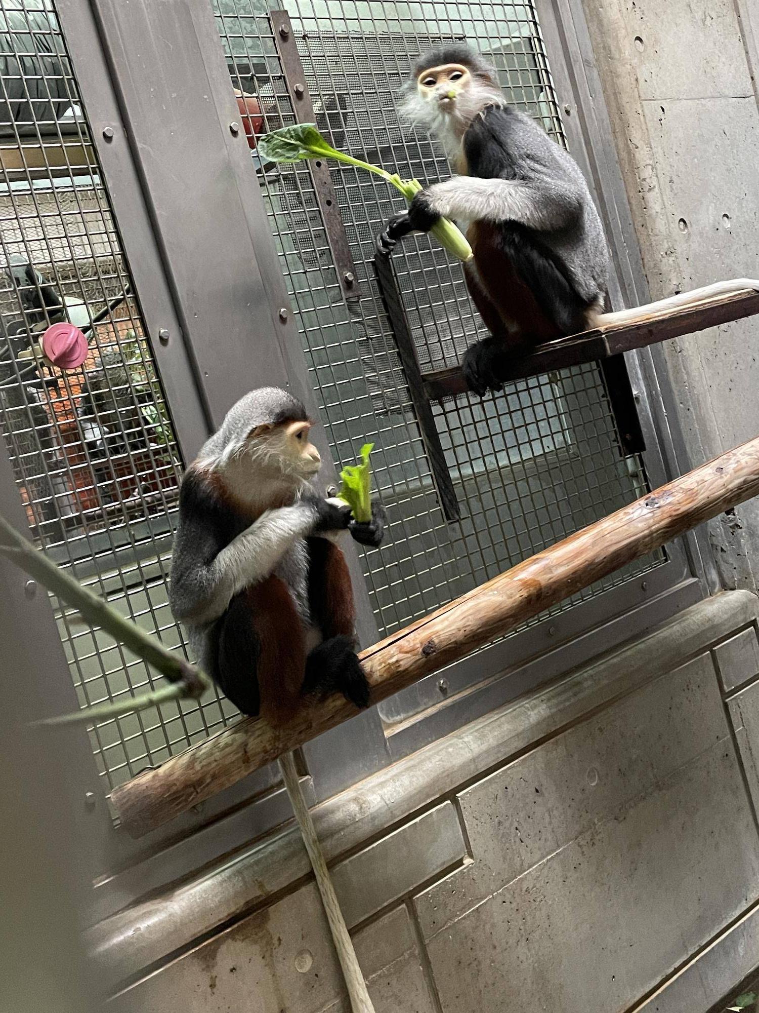 【飼育日誌】20240425：ホアモイ同居練習 (8).jpg