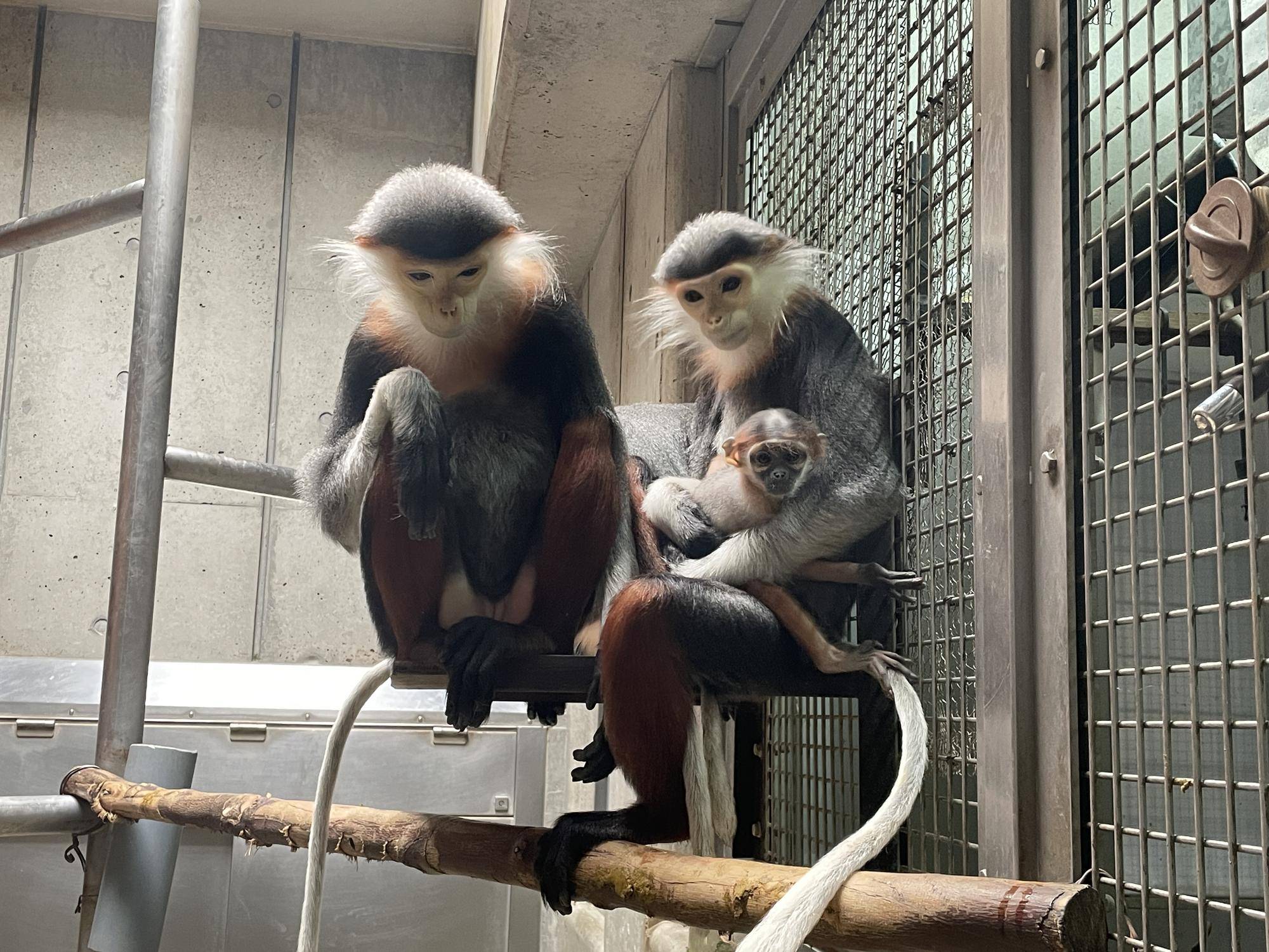 【飼育日誌】20240411:ダオFAMILY1家族 (3).jpg