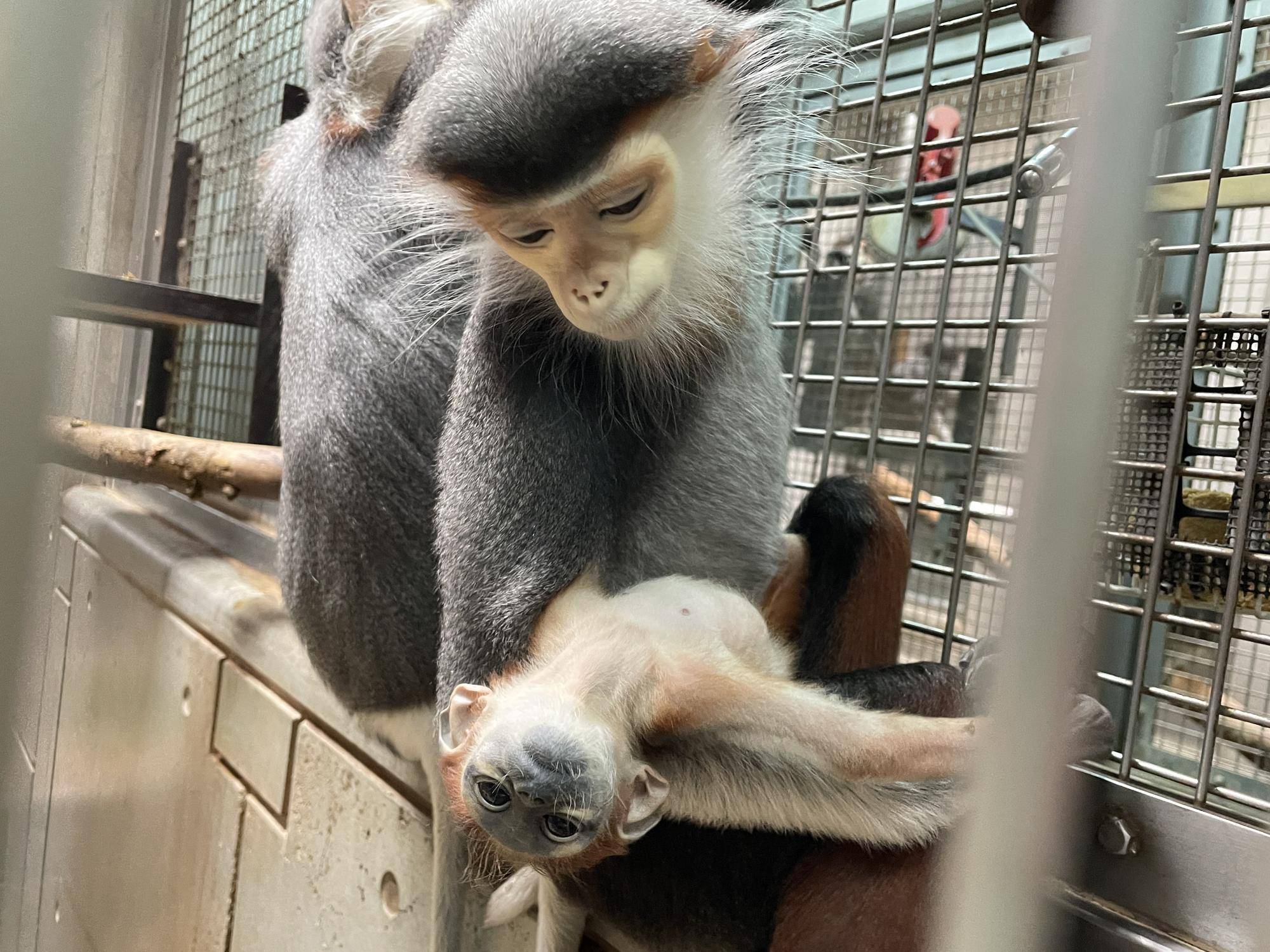 【飼育日誌】20240411:ダオFAMILY1家族 (9).jpg