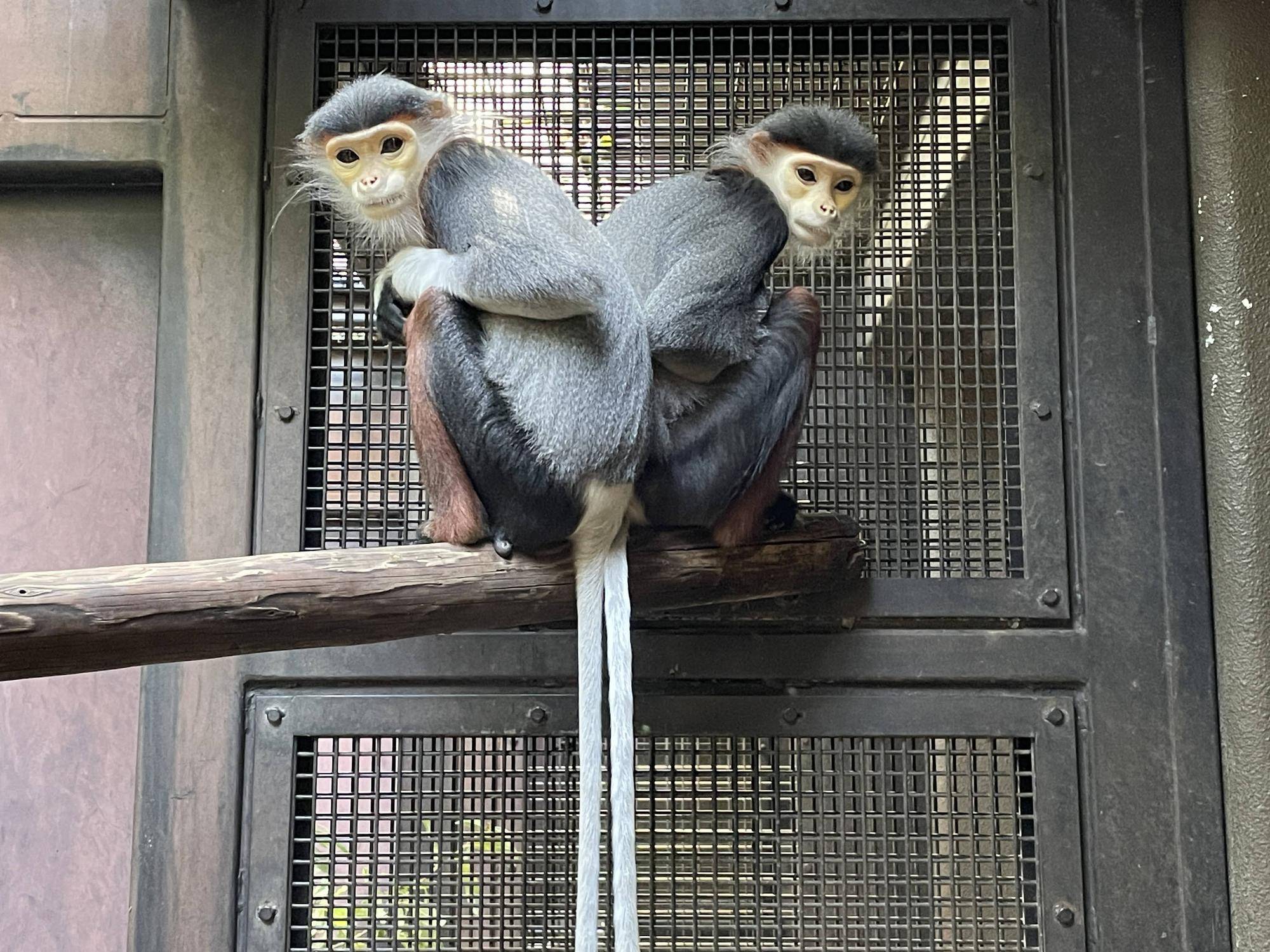 【飼育日誌】20240425：ホアモイ同居練習 (9).jpg