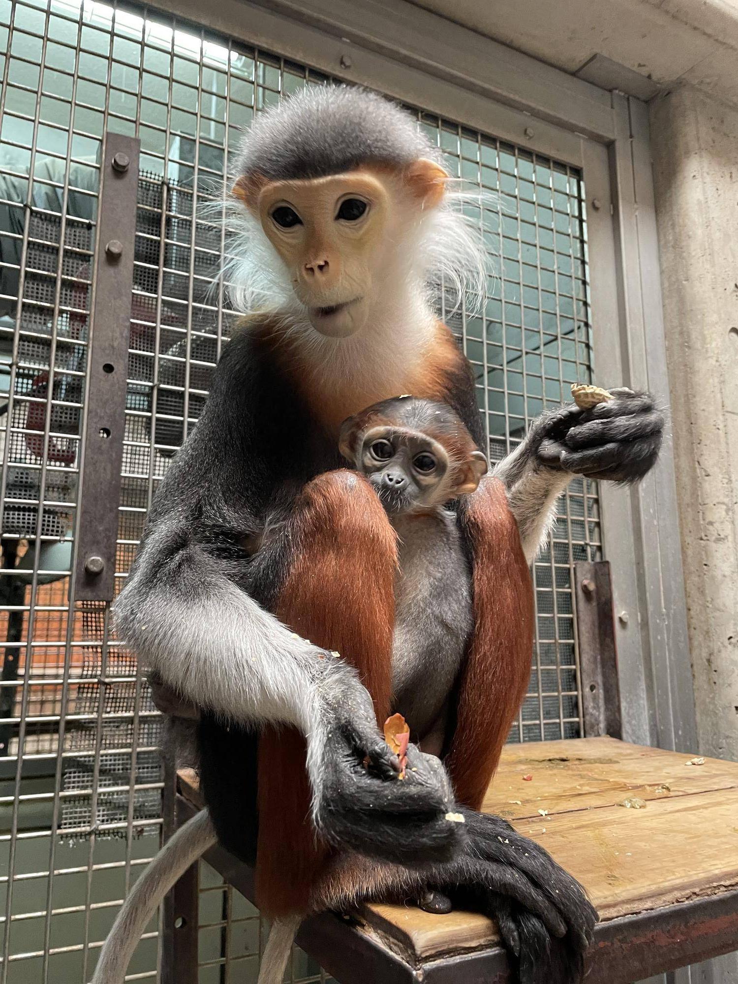 【飼育日誌】20240411:ダオFAMILY1家族 (2).jpg