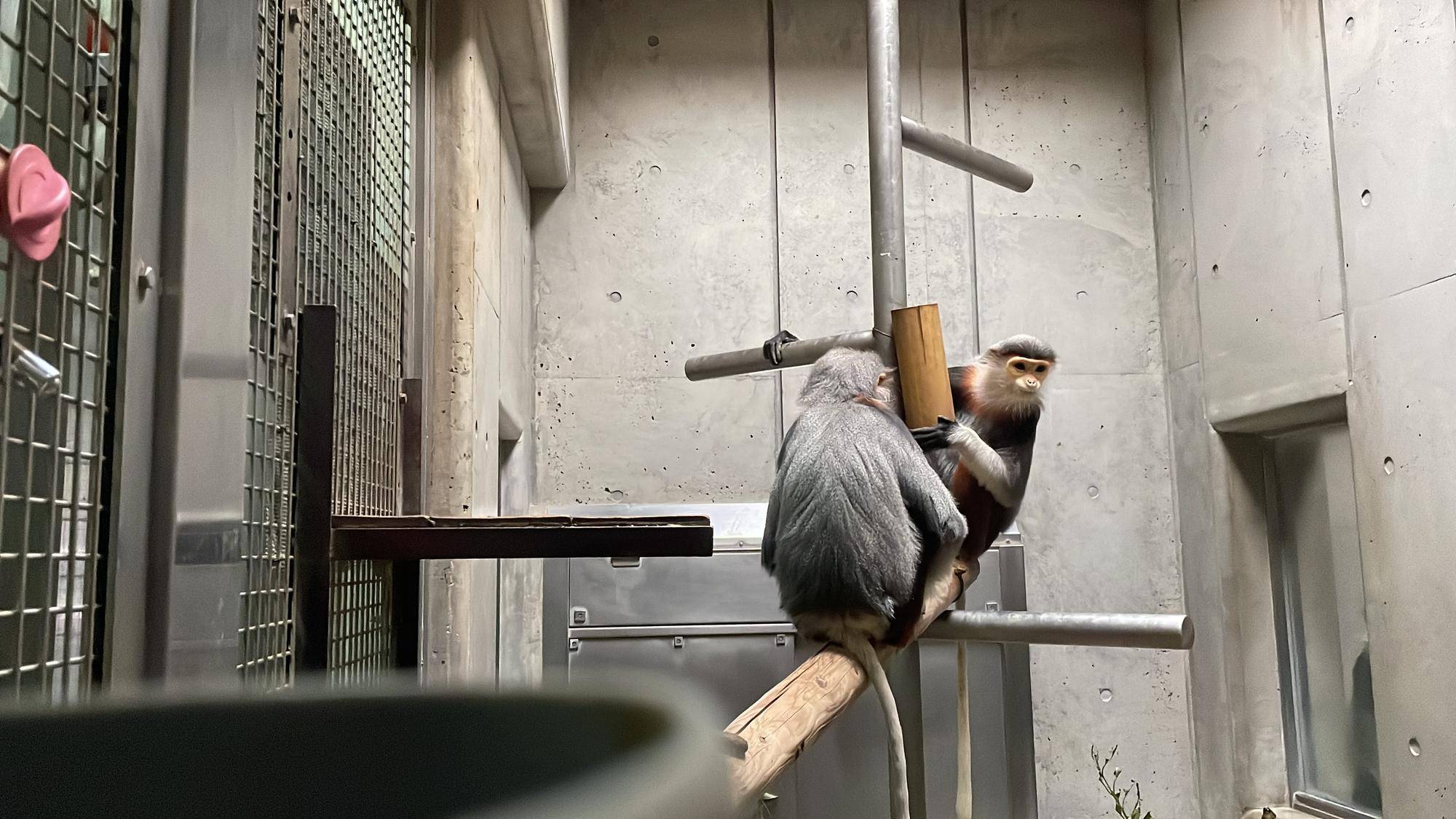 【飼育日誌】20240425：ホアモイ同居練習 (2).jpg